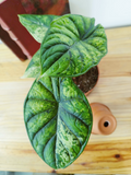 Alocasia baginda 'Dragon Scale' MINT
