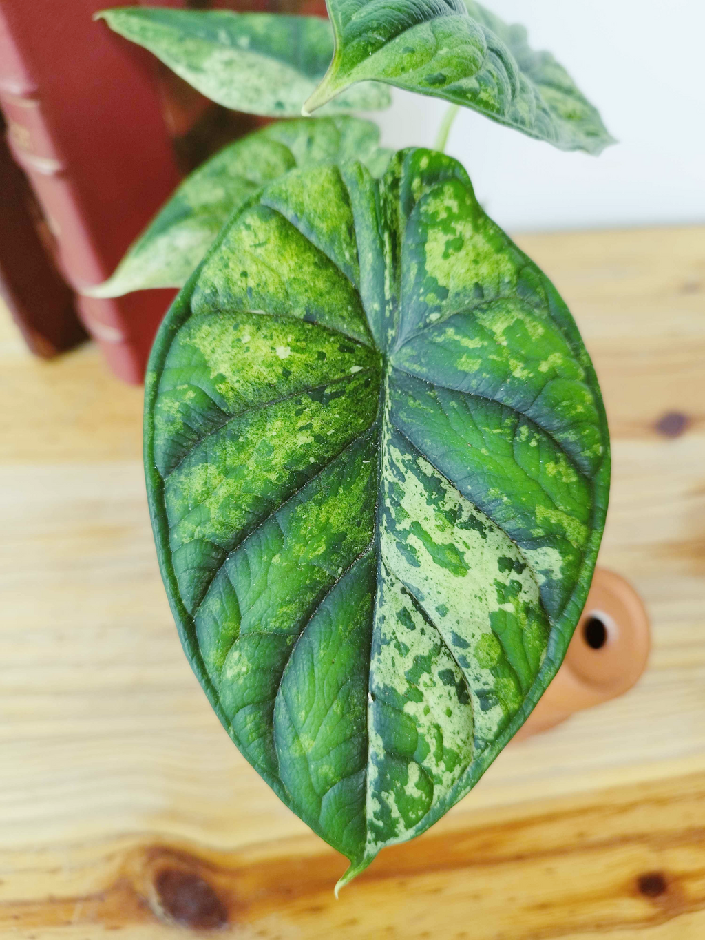 Alocasia baginda 'Dragon Scale' MINT