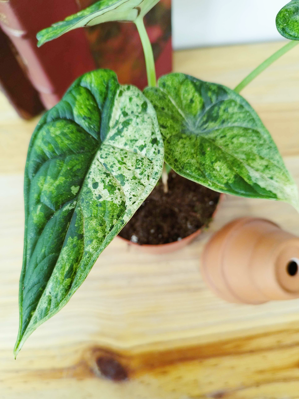 Alocasia baginda 'Dragon Scale' MINT