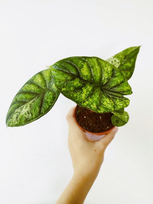 Alocasia baginda 'Dragon Scale' MINT