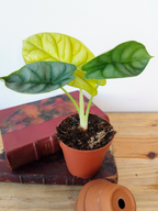 Alocasia baginda 'Golden Dragon'