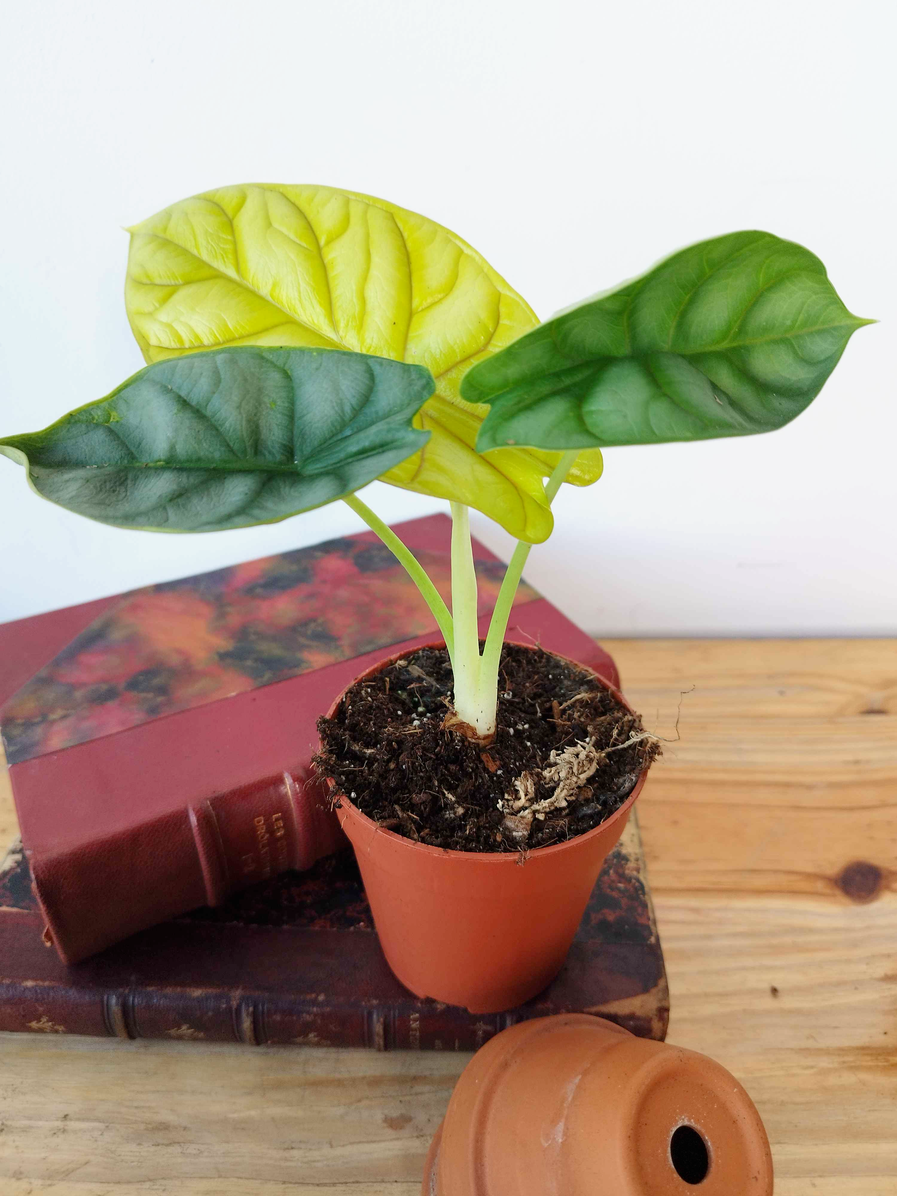 Alocasia baginda 'Golden Dragon'