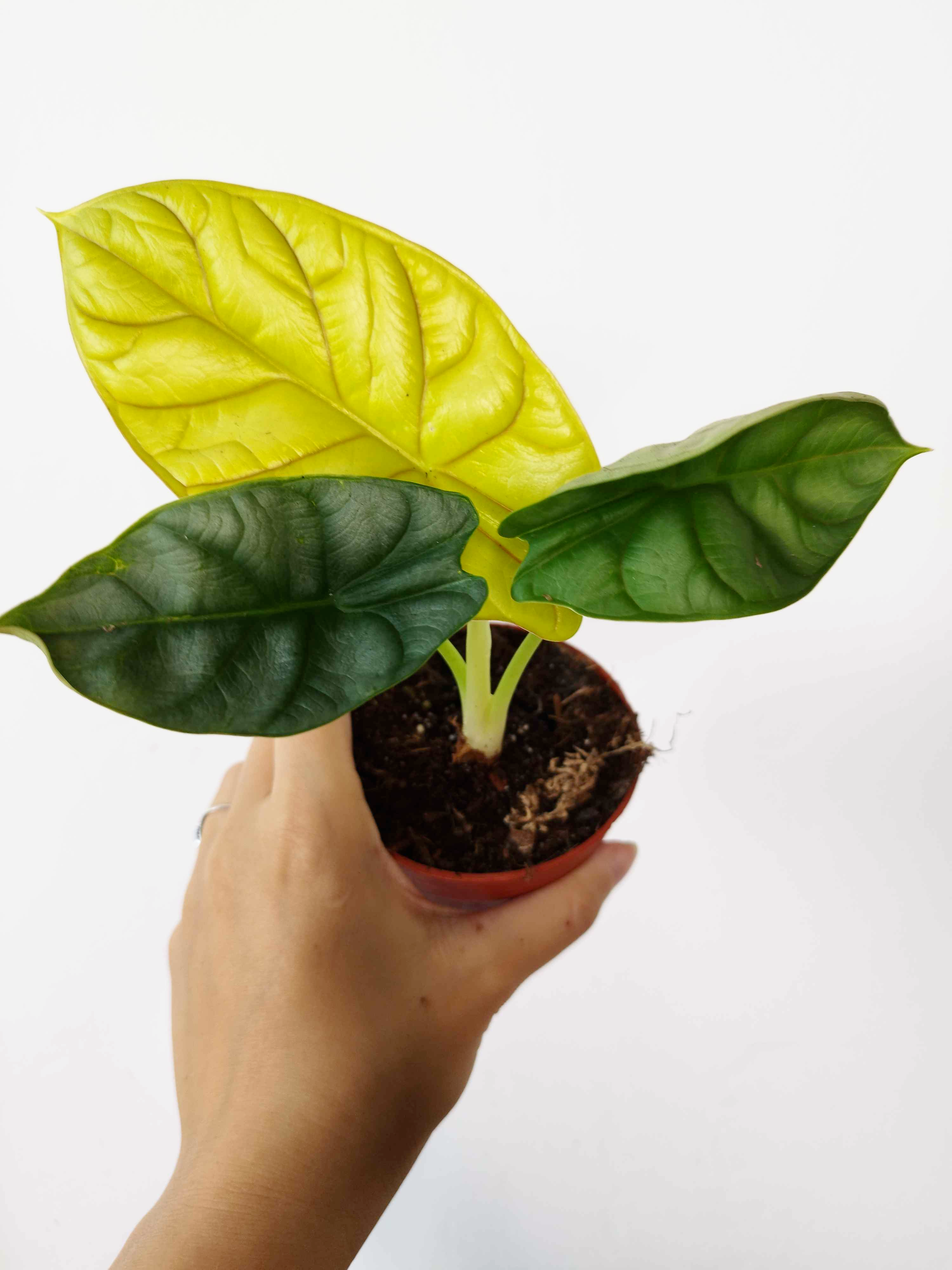 Alocasia baginda 'Golden Dragon'