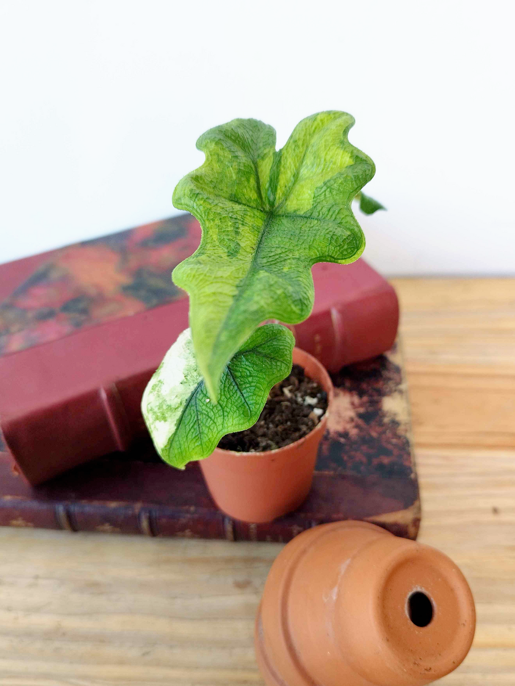 Alocasia tandurusa 'Jacklyn' VARIEGATA
