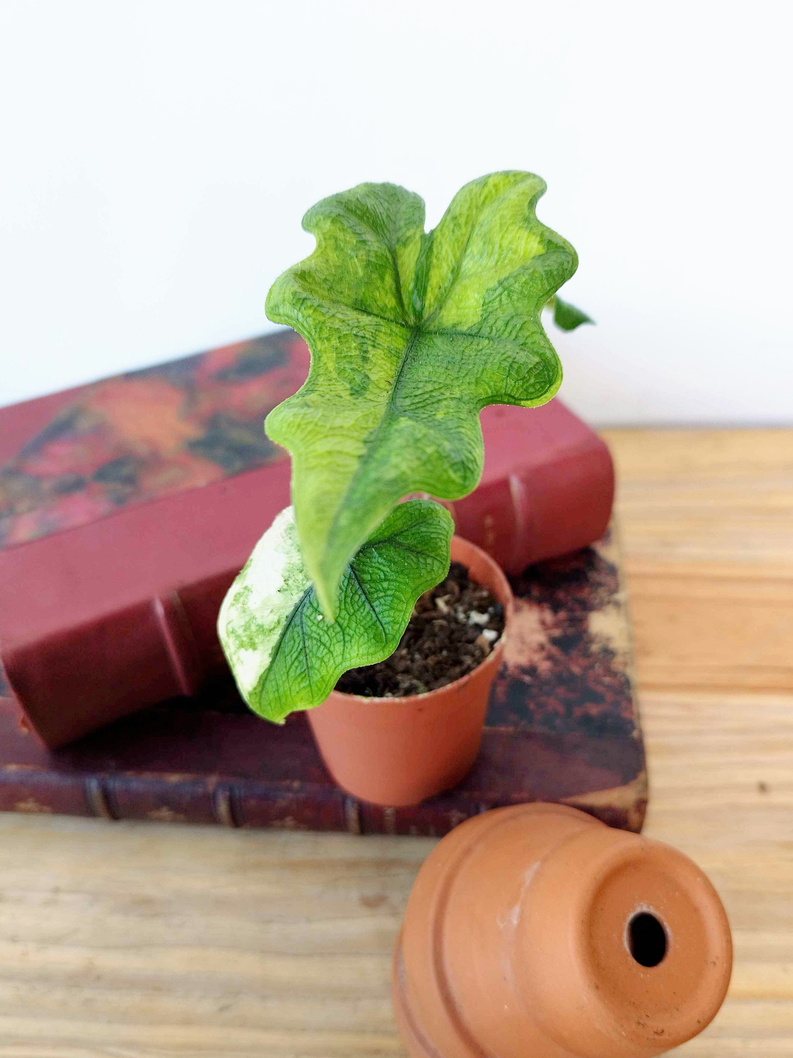Alocasia tandurusa 'Jacklyn' VARIEGATA
