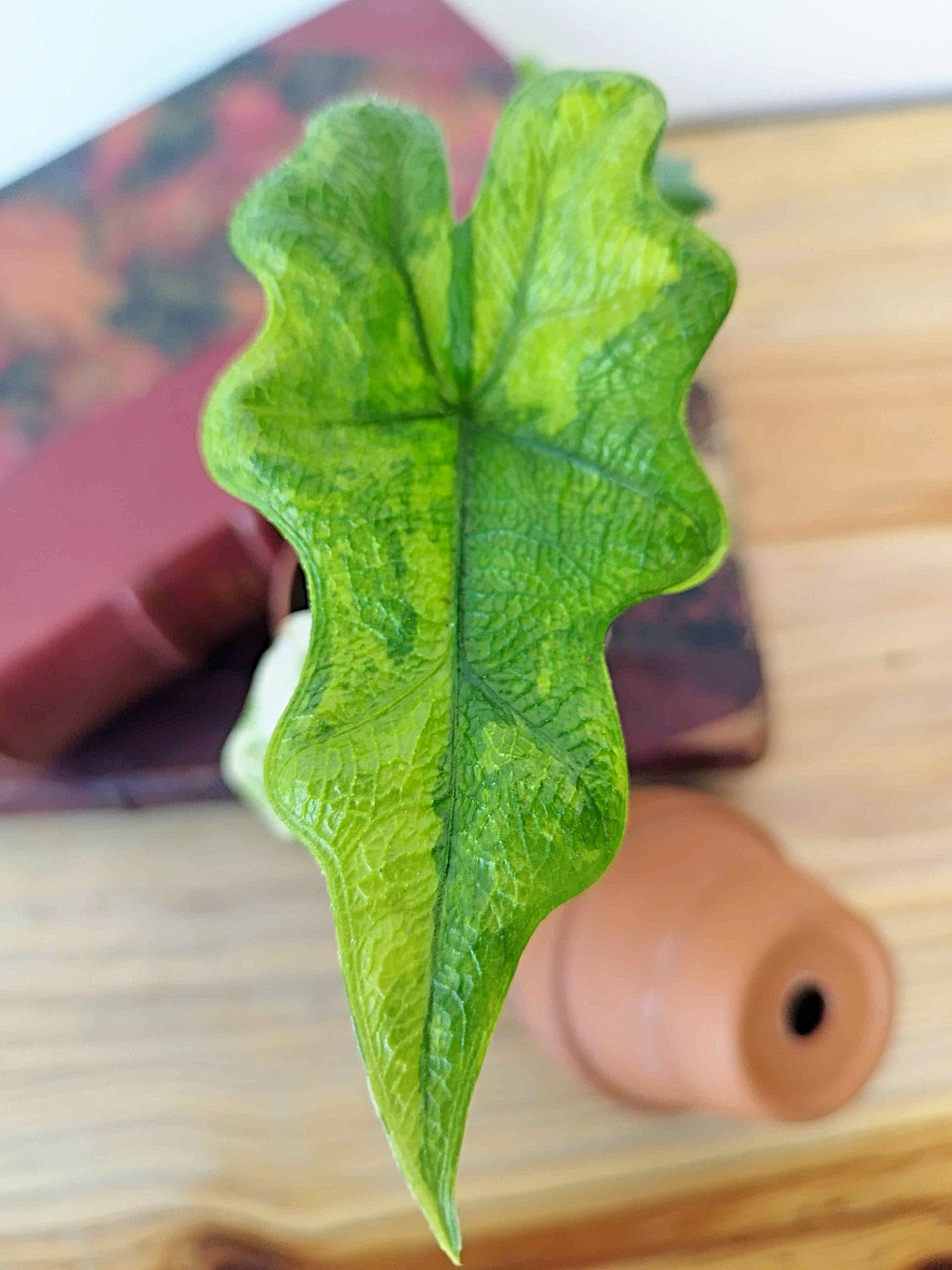 Alocasia tandurusa 'Jacklyn' VARIEGATA
