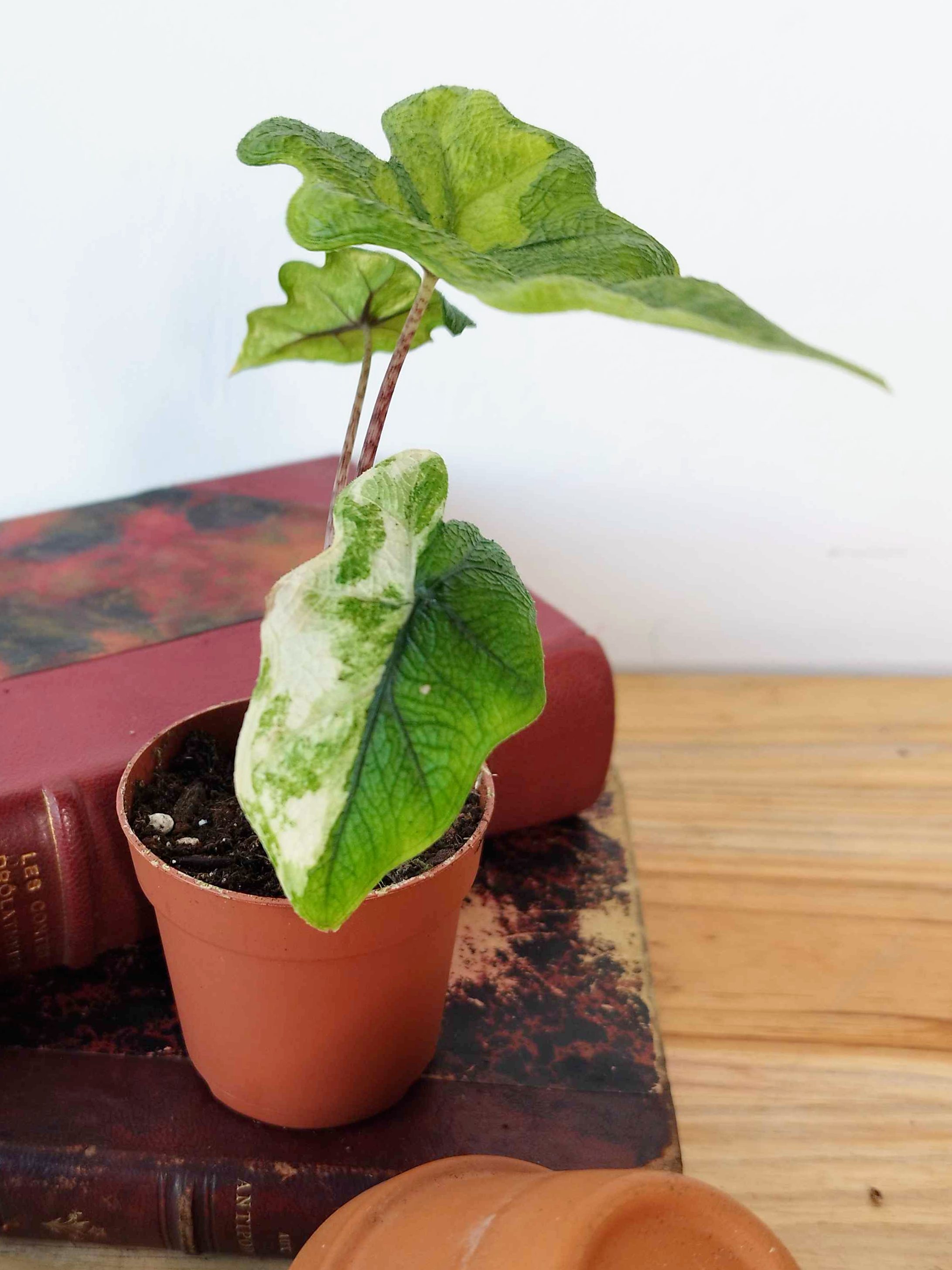 Alocasia tandurusa 'Jacklyn' VARIEGATA
