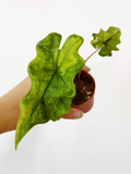 Alocasia tandurusa 'Jacklyn' VARIEGATA