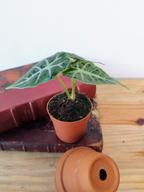 Alocasia amazonica 'Mandalay'