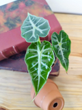 Alocasia amazonica 'Mandalay'