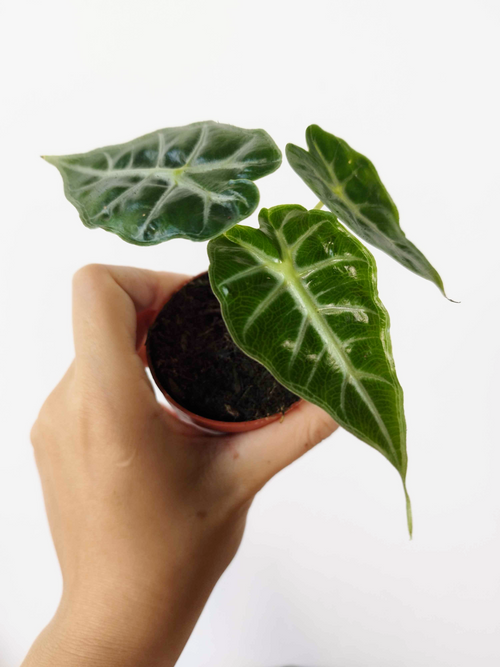 Alocasia amazonica 'Mandalay'