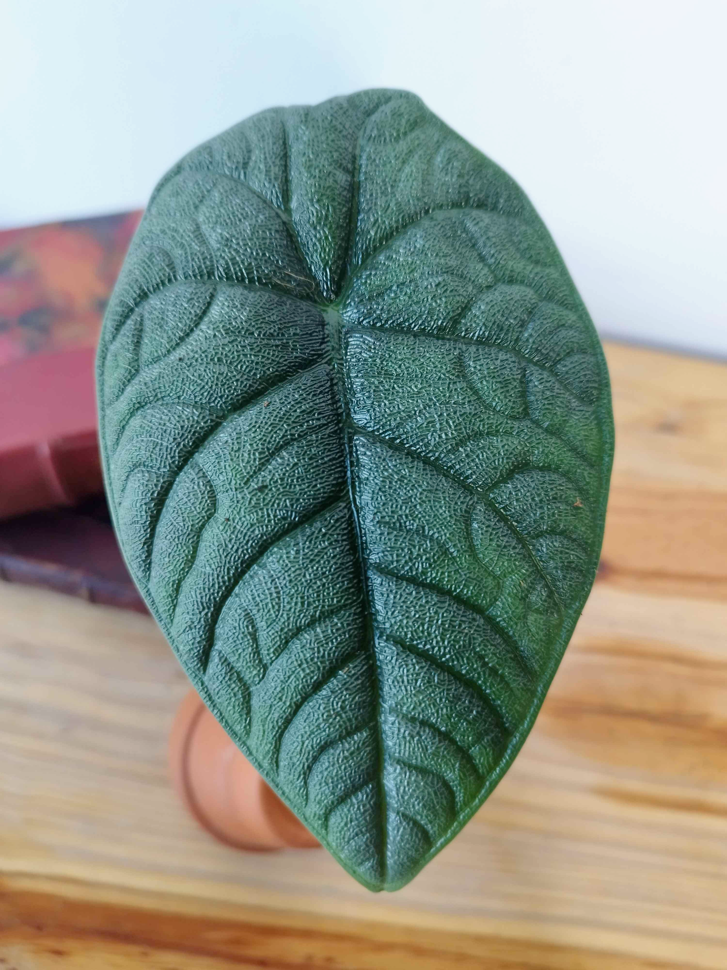 Alocasia melo