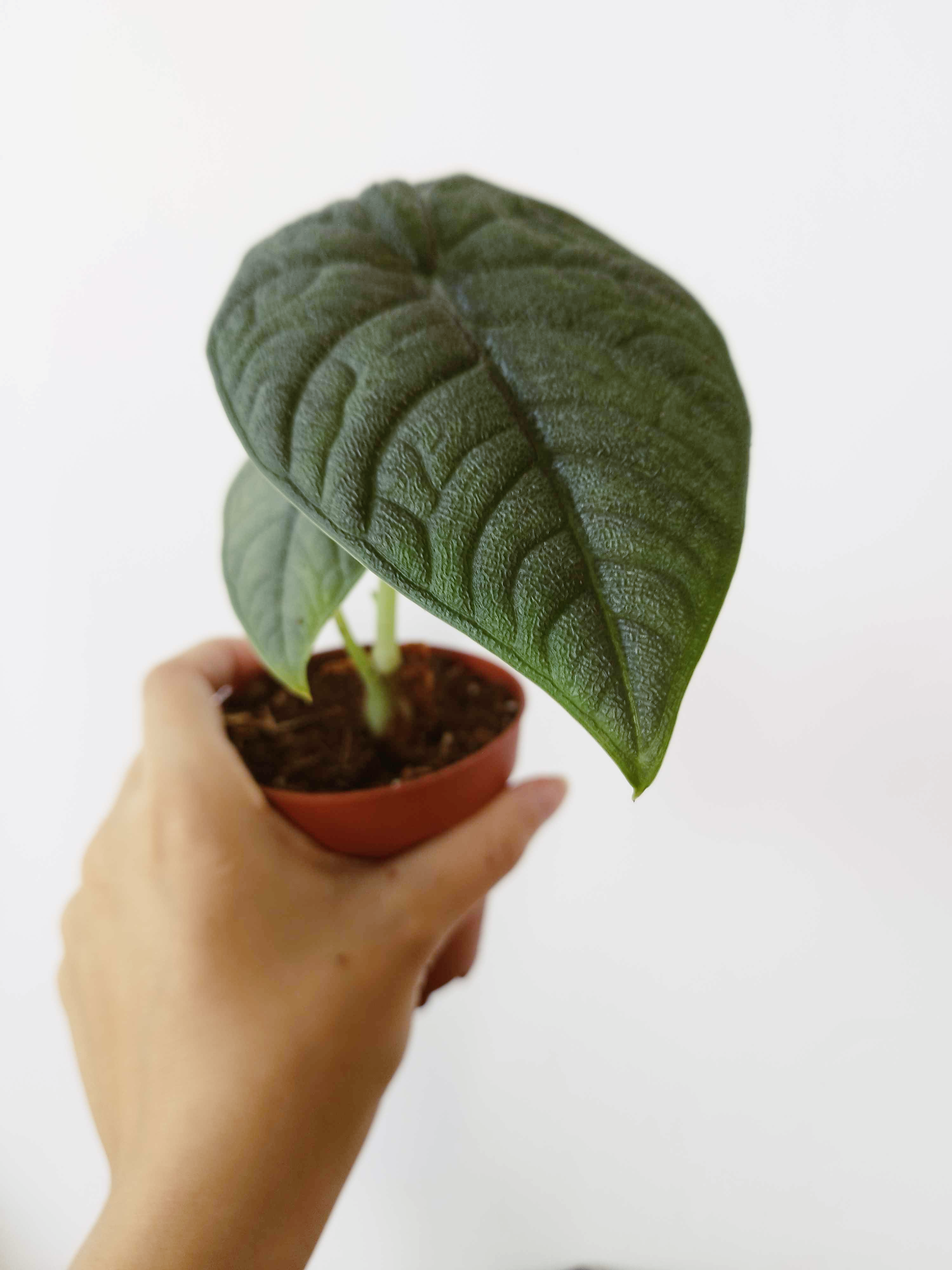 Alocasia melo