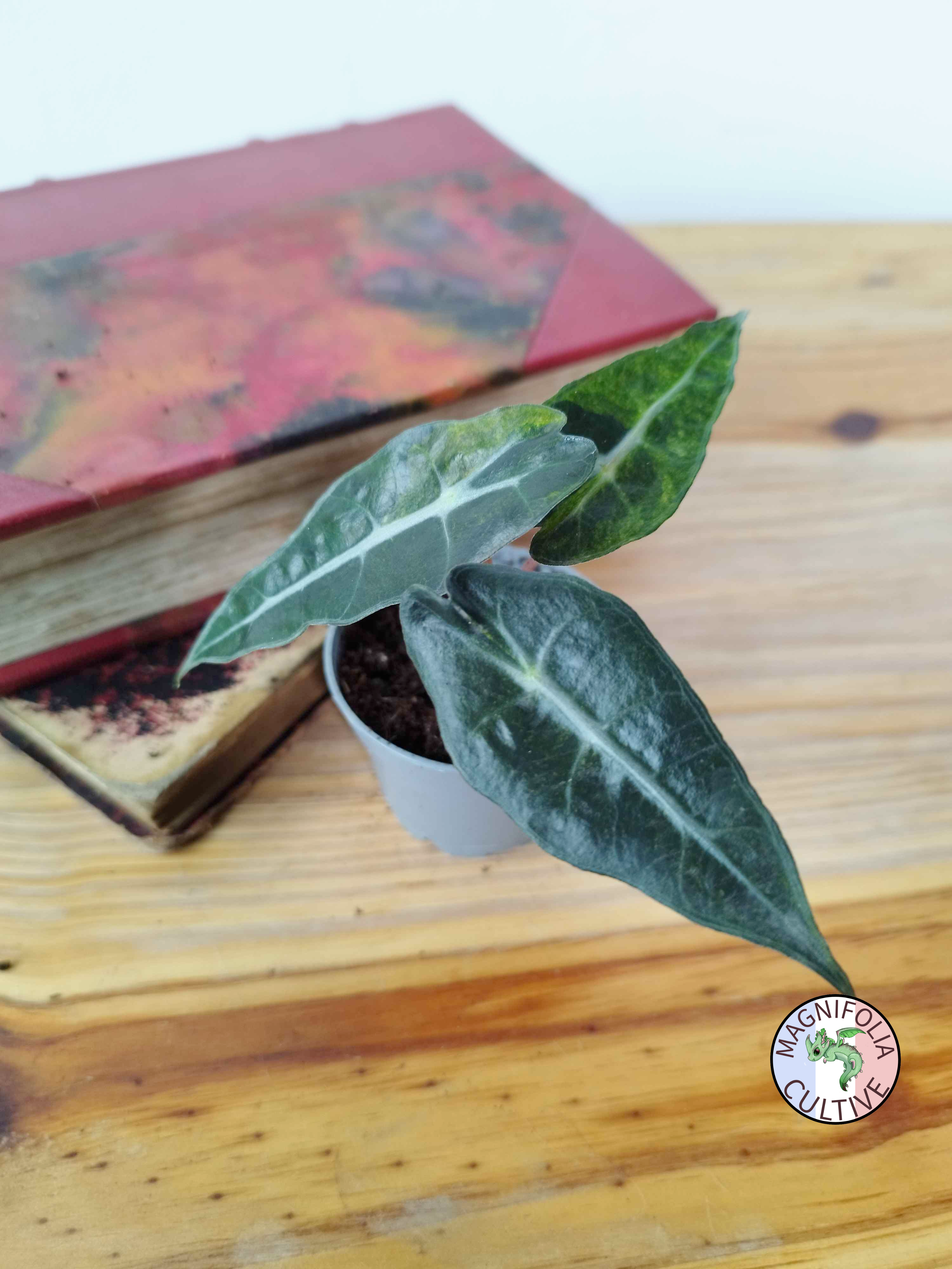Alocasia amazonica 'Polly' Yellow Variegata