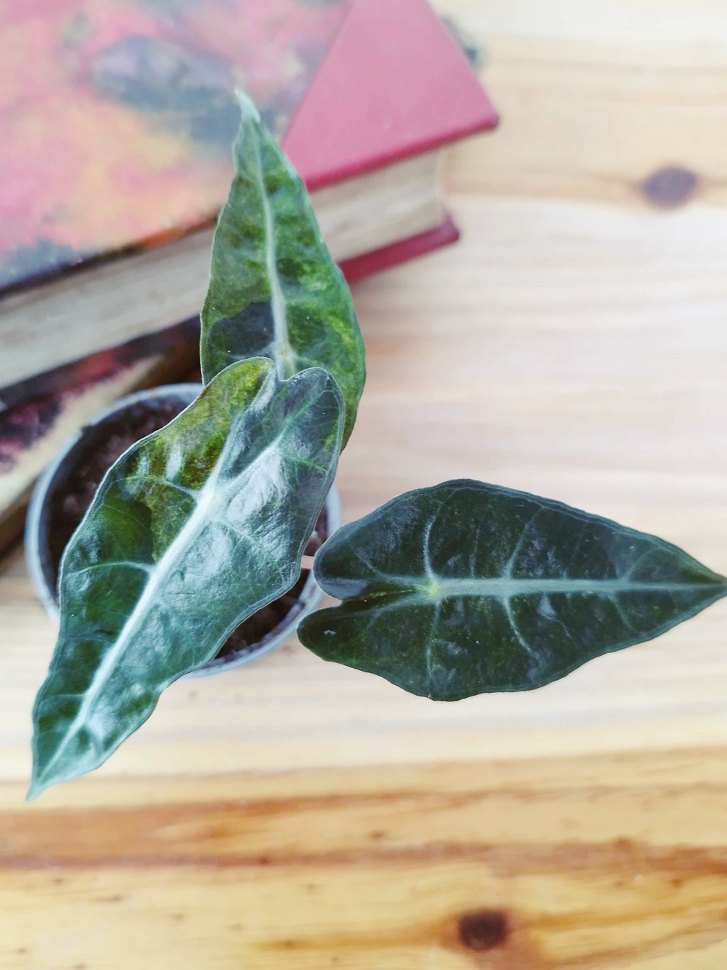 Alocasia amazonica 'Polly' Yellow Variegata