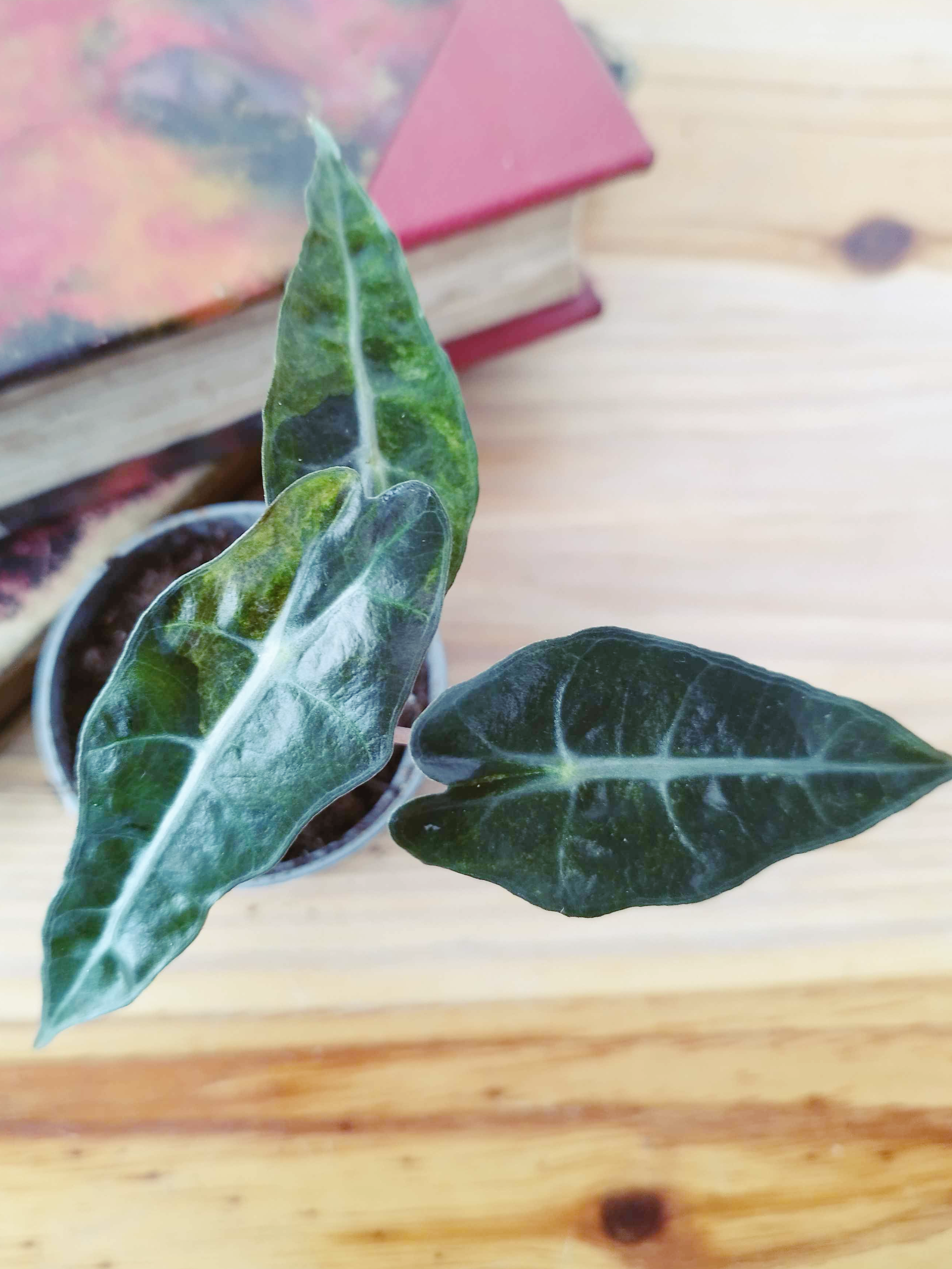 Alocasia amazonica 'Polly' Yellow Variegata