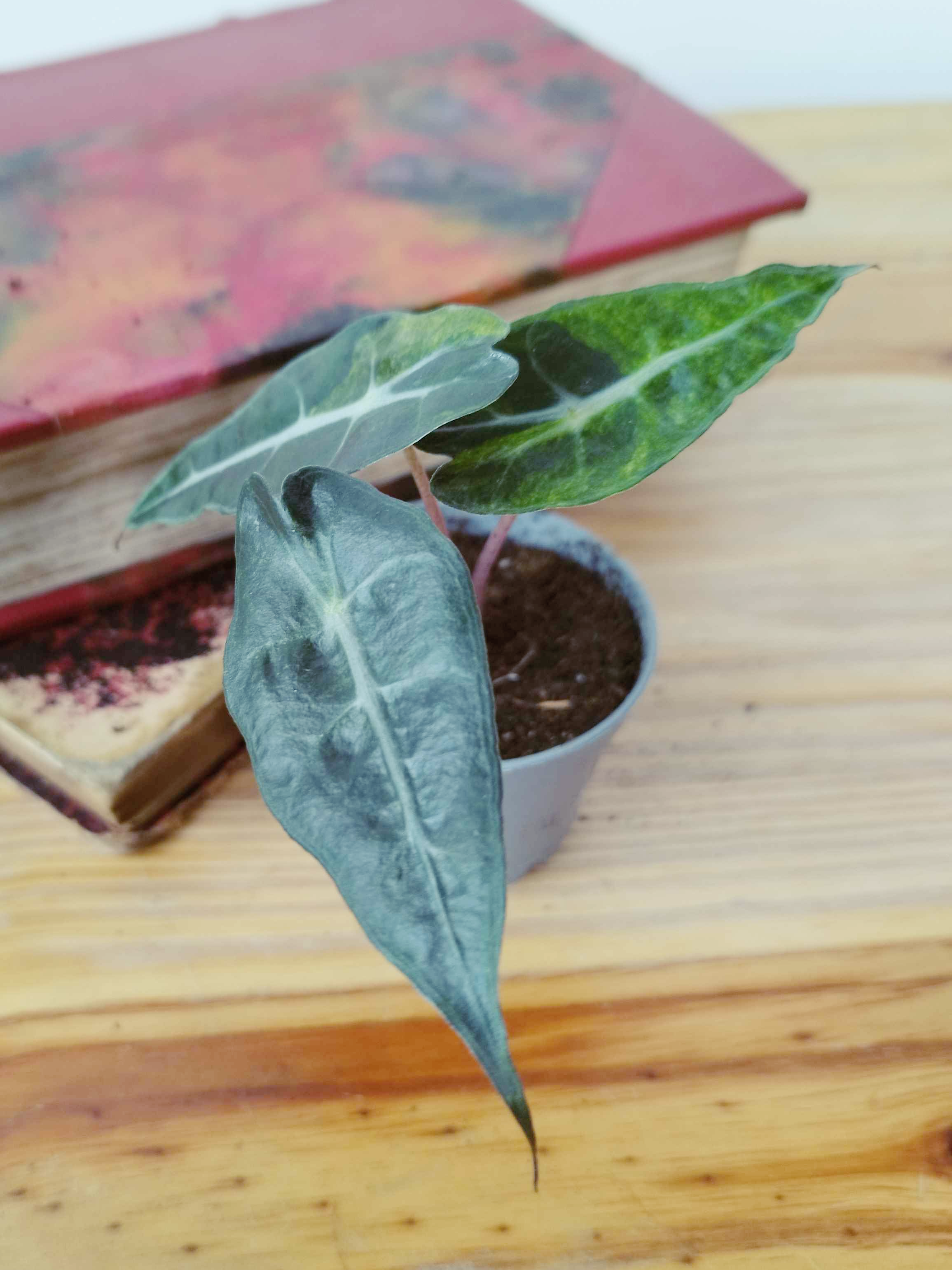 Alocasia amazonica 'Polly' Yellow Variegata