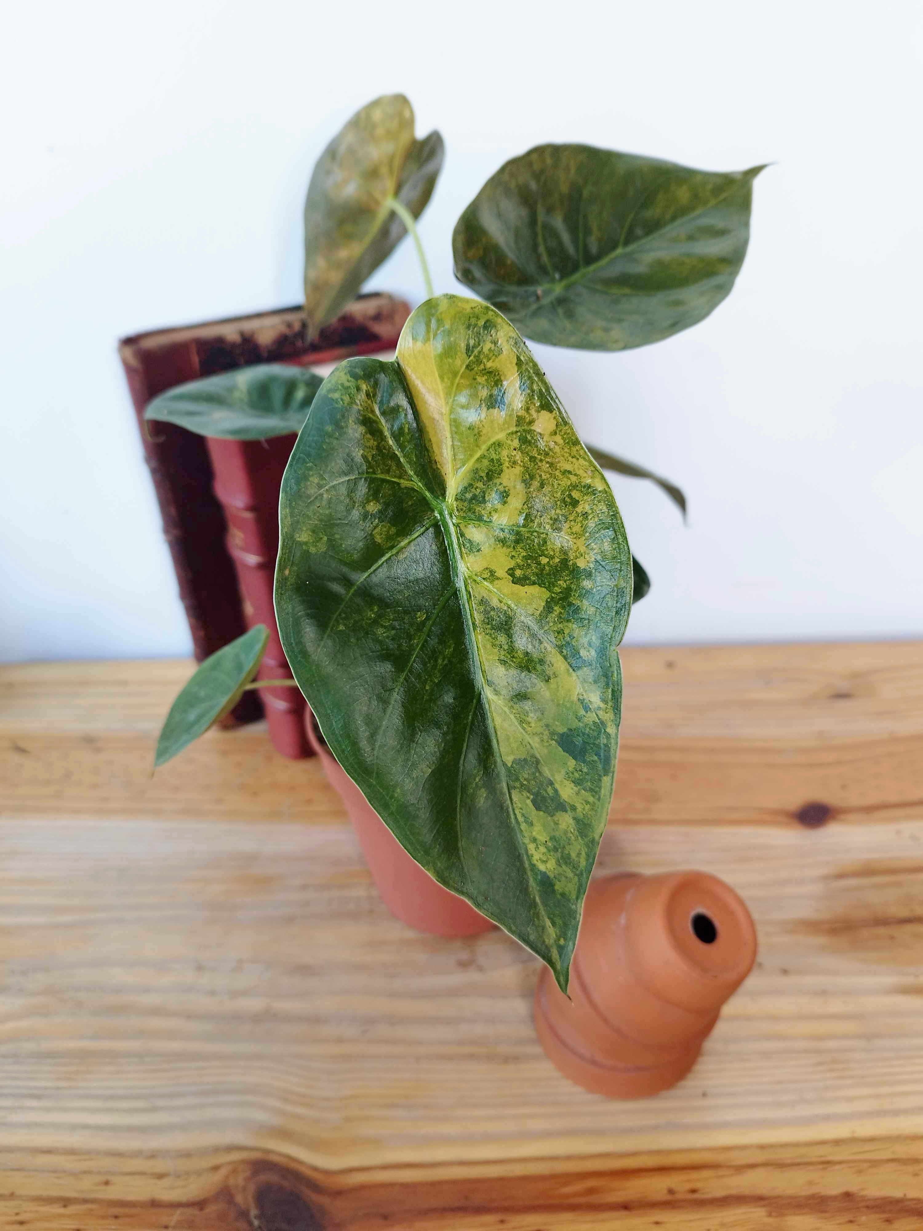 Alocasia wentii VARIEGATA