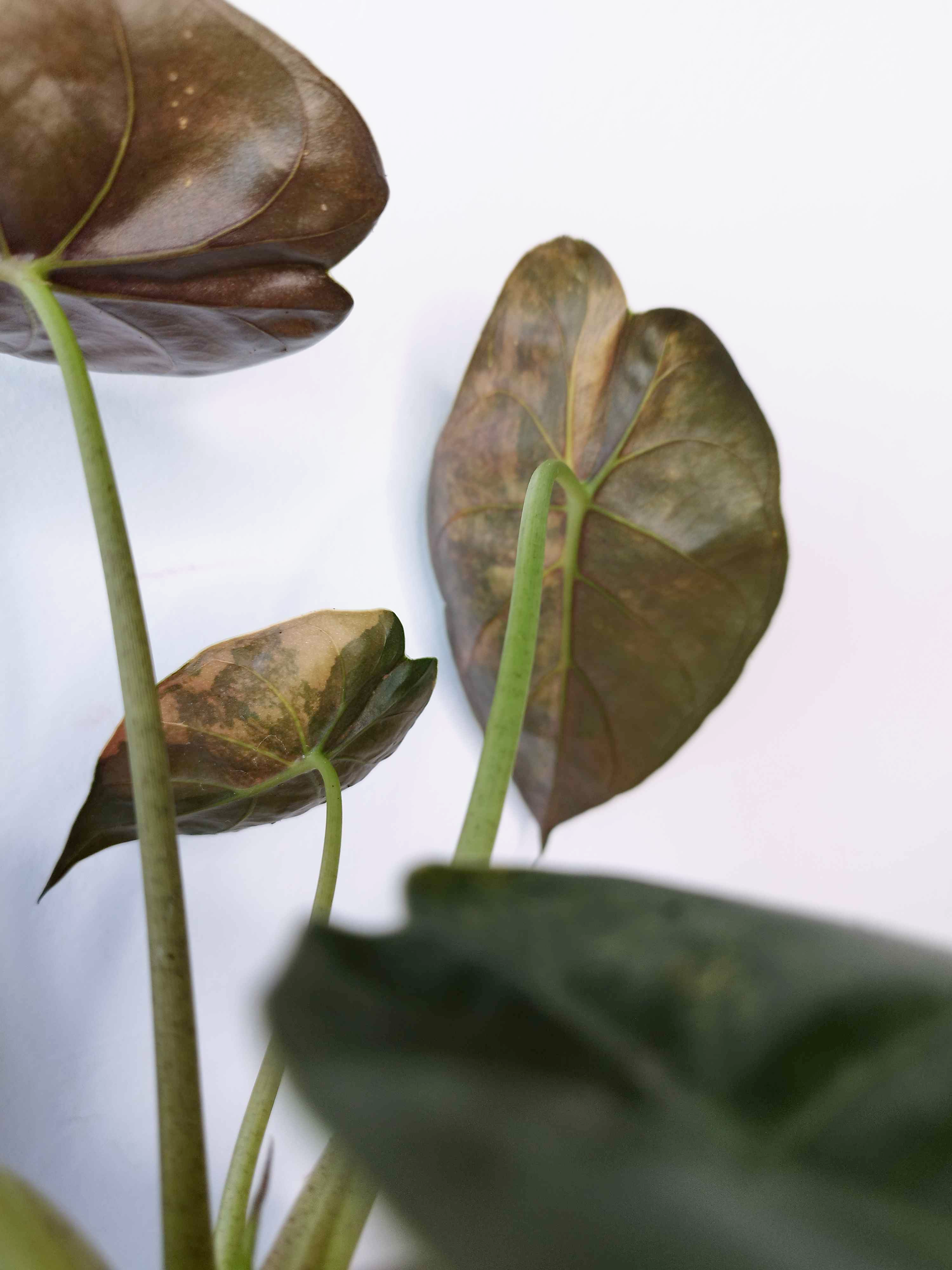 Alocasia wentii VARIEGATA