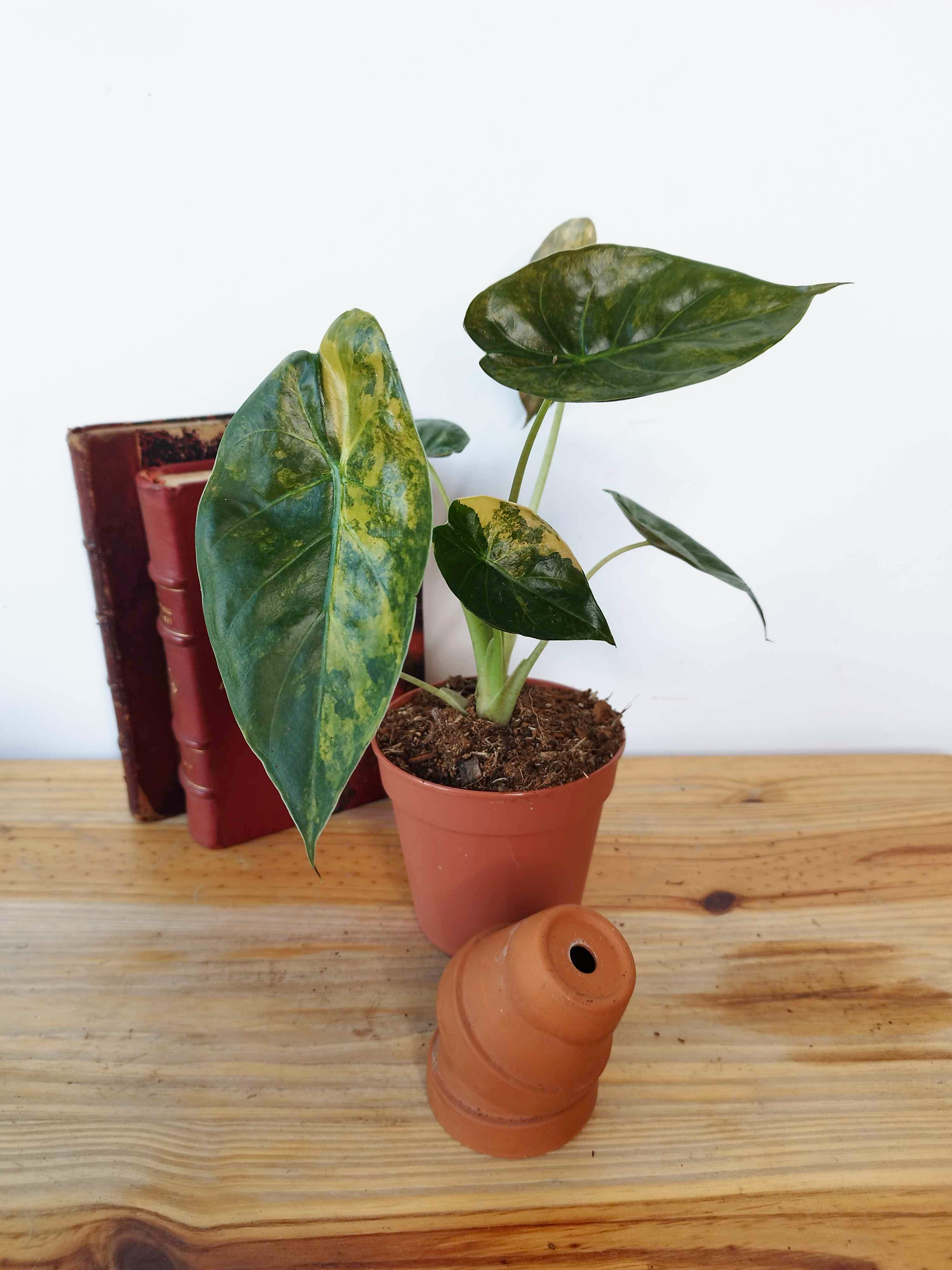 Alocasia wentii VARIEGATA