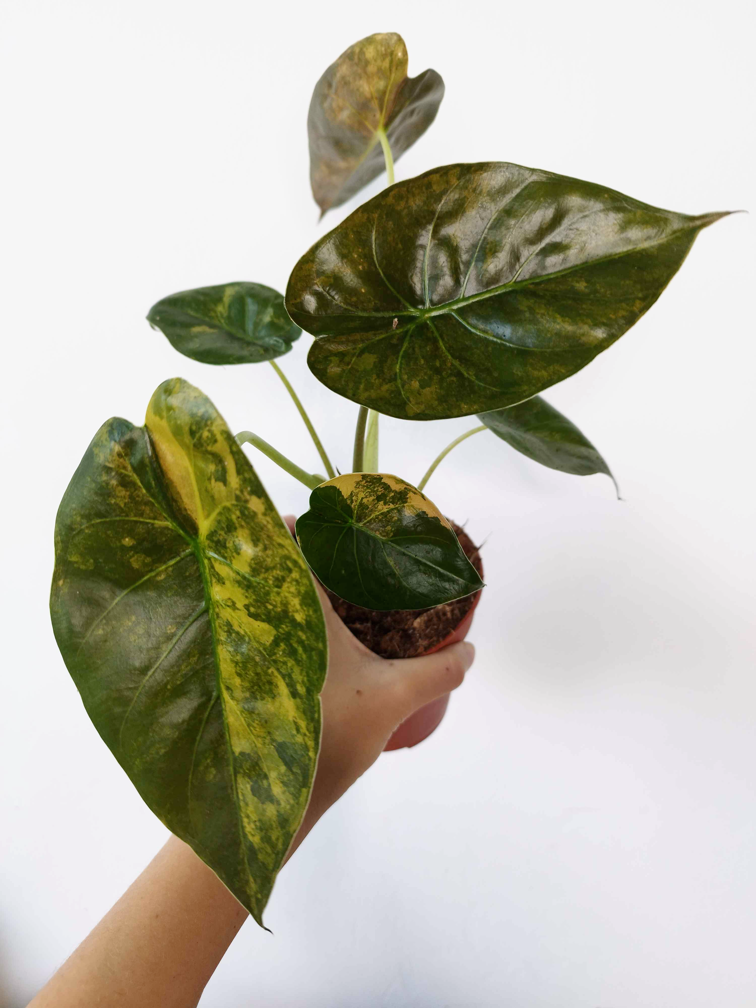 Alocasia wentii VARIEGATA