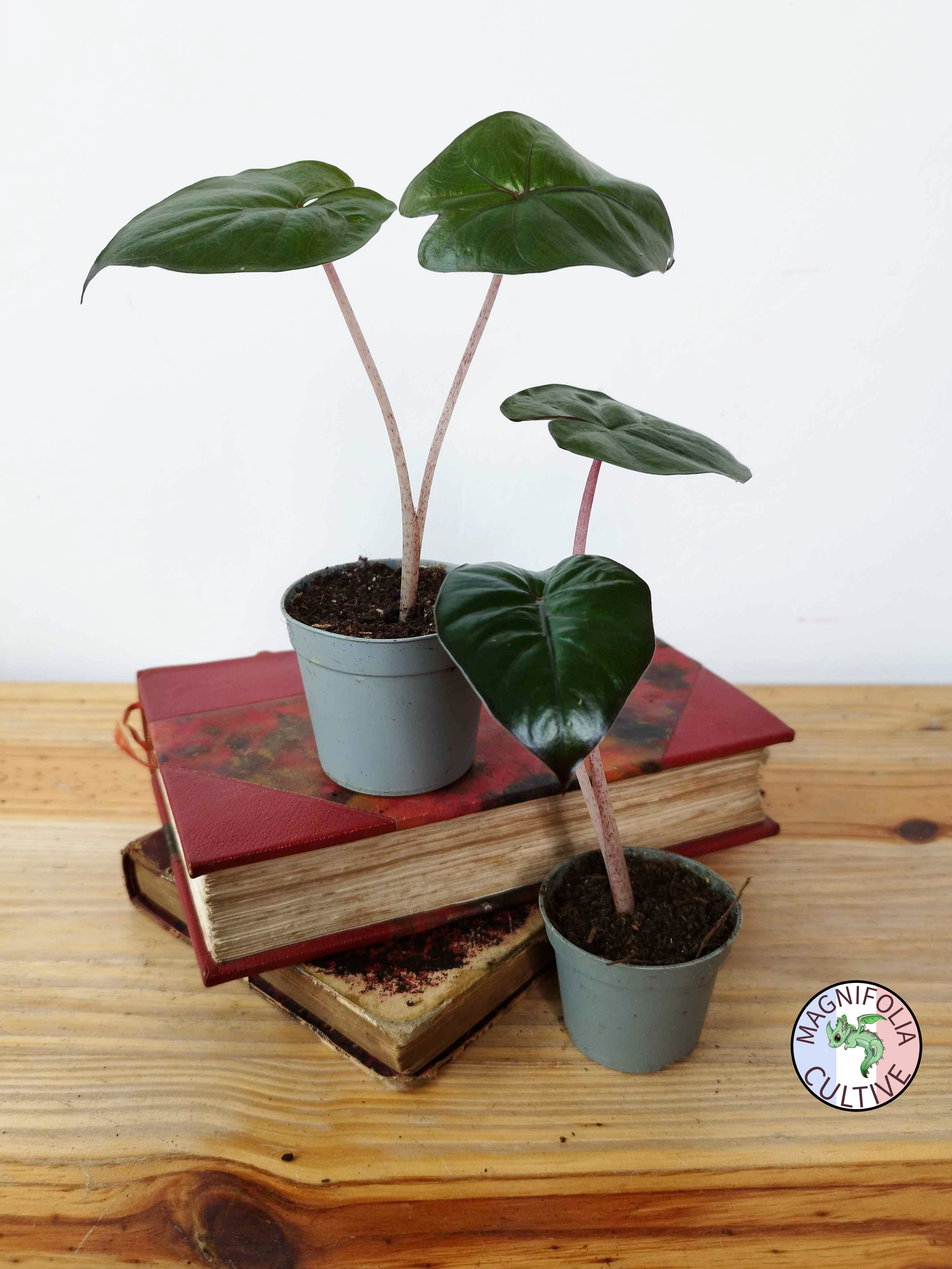 Alocasia 'Yucatan Princess'