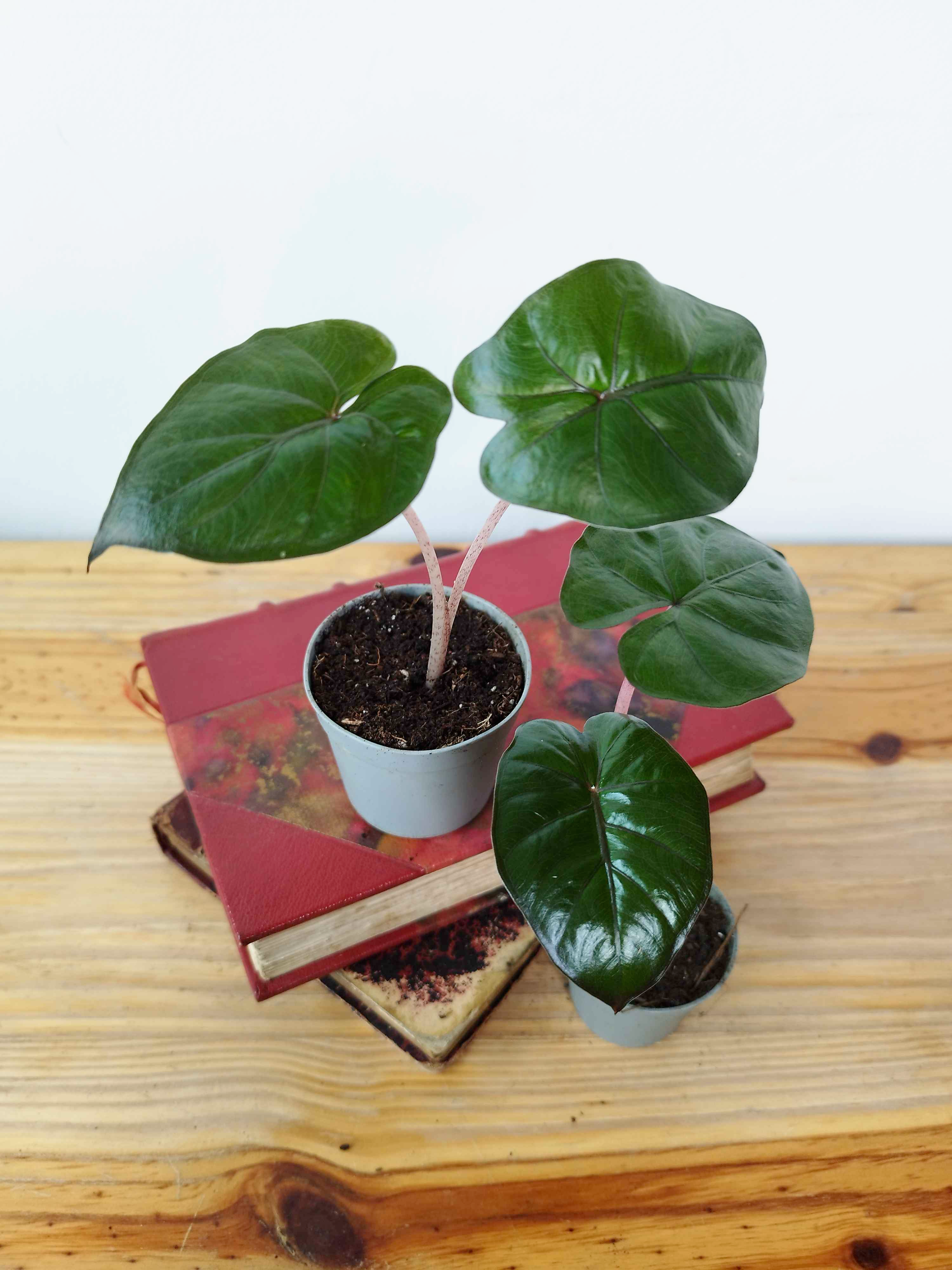 Alocasia 'Yucatan Princess'