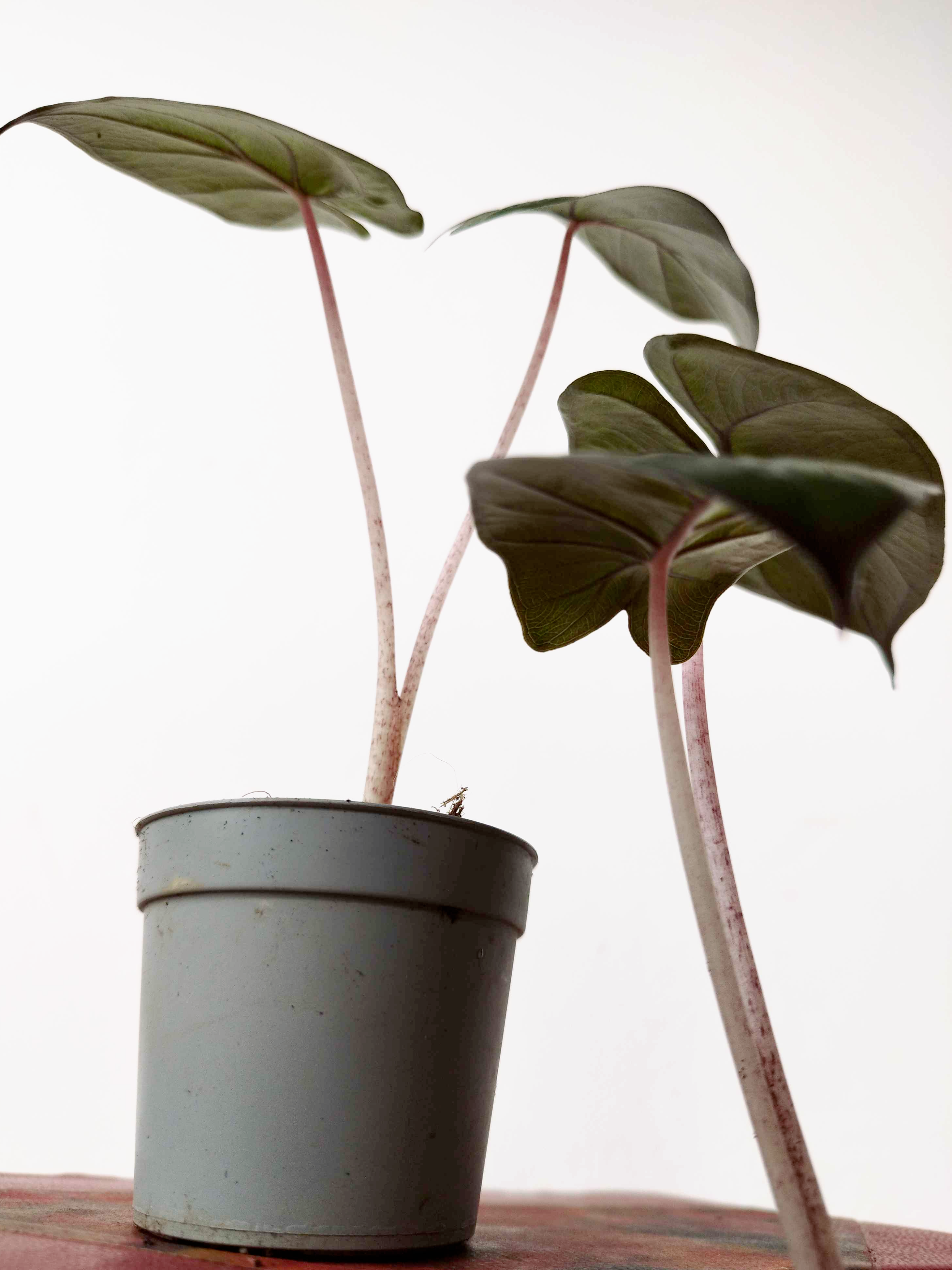 Alocasia 'Yucatan Princess'