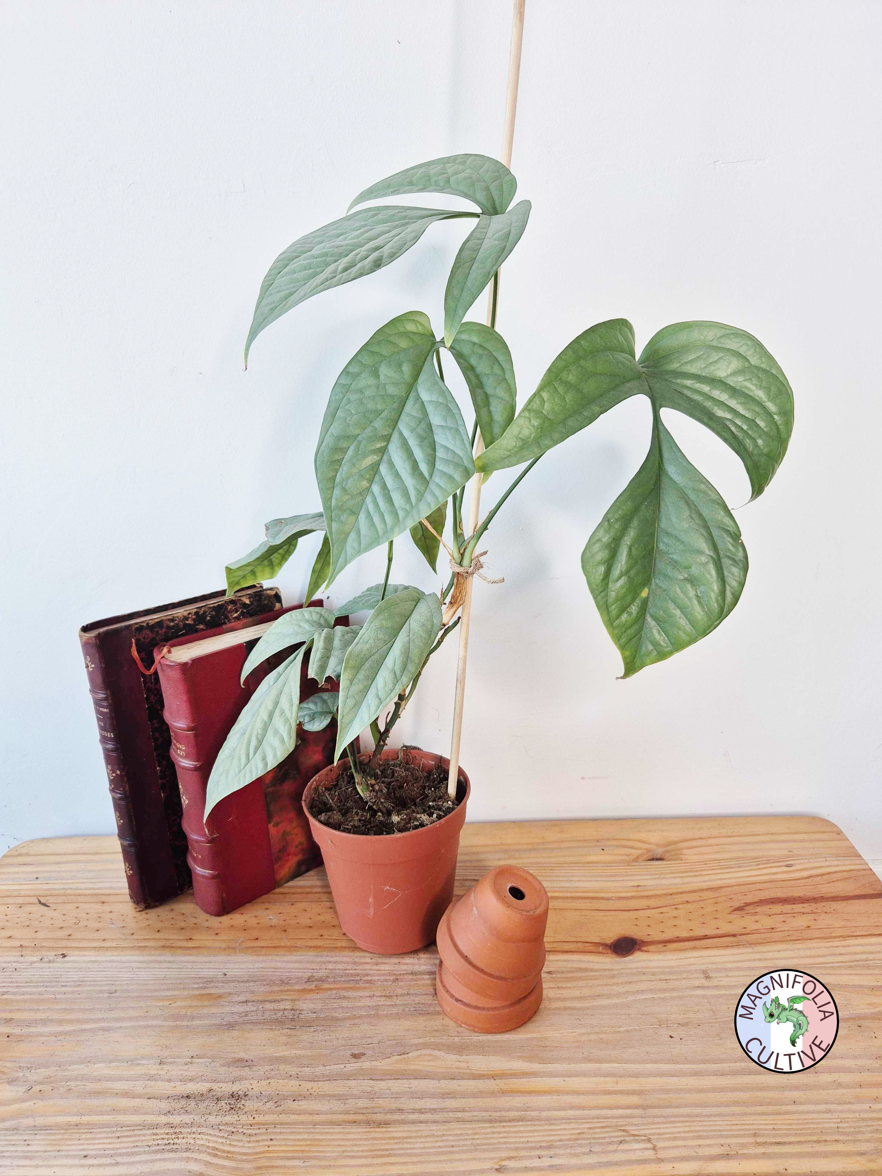 Amydrium medium 'Silver'