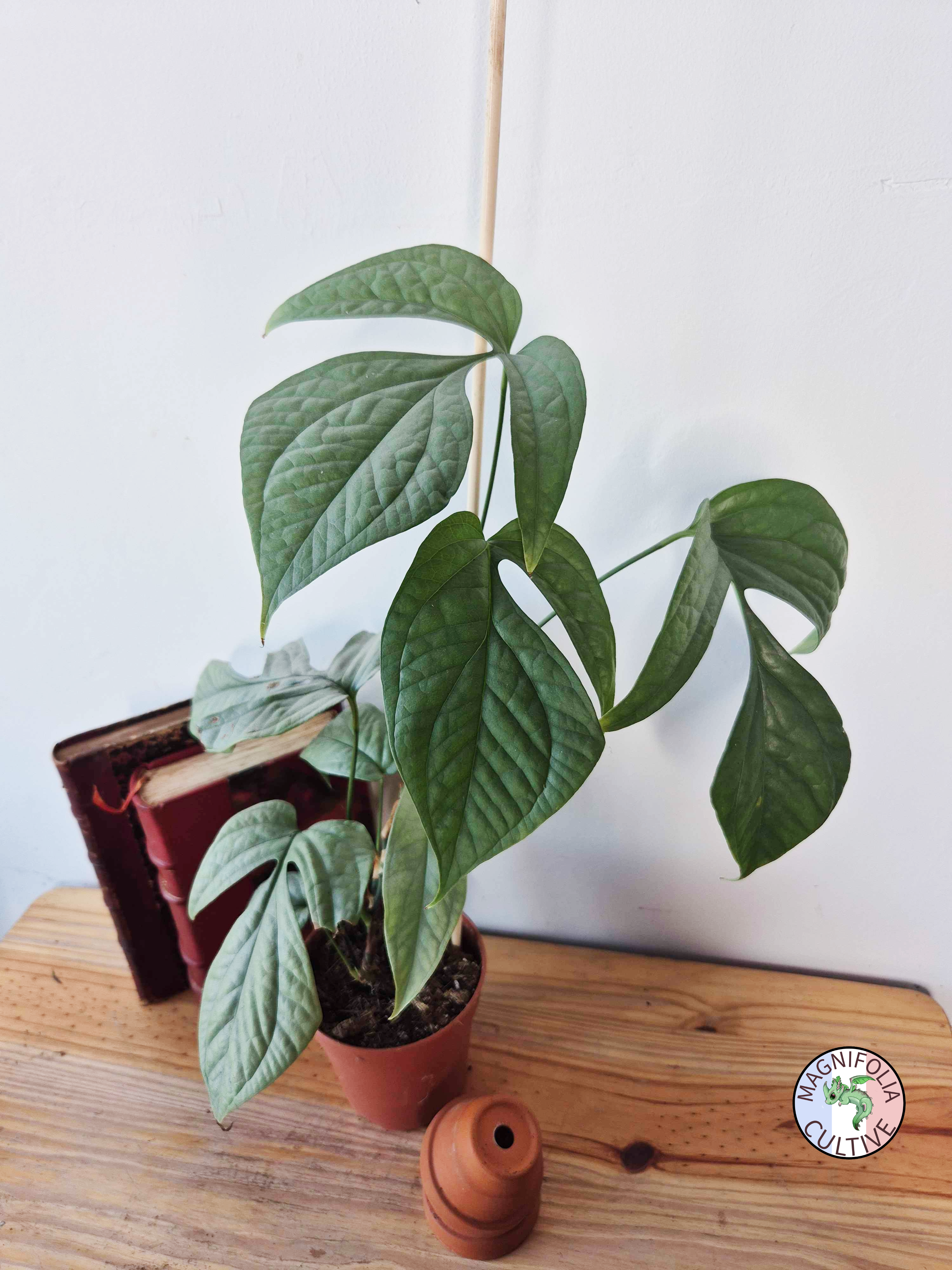 Amydrium medium 'Silver'