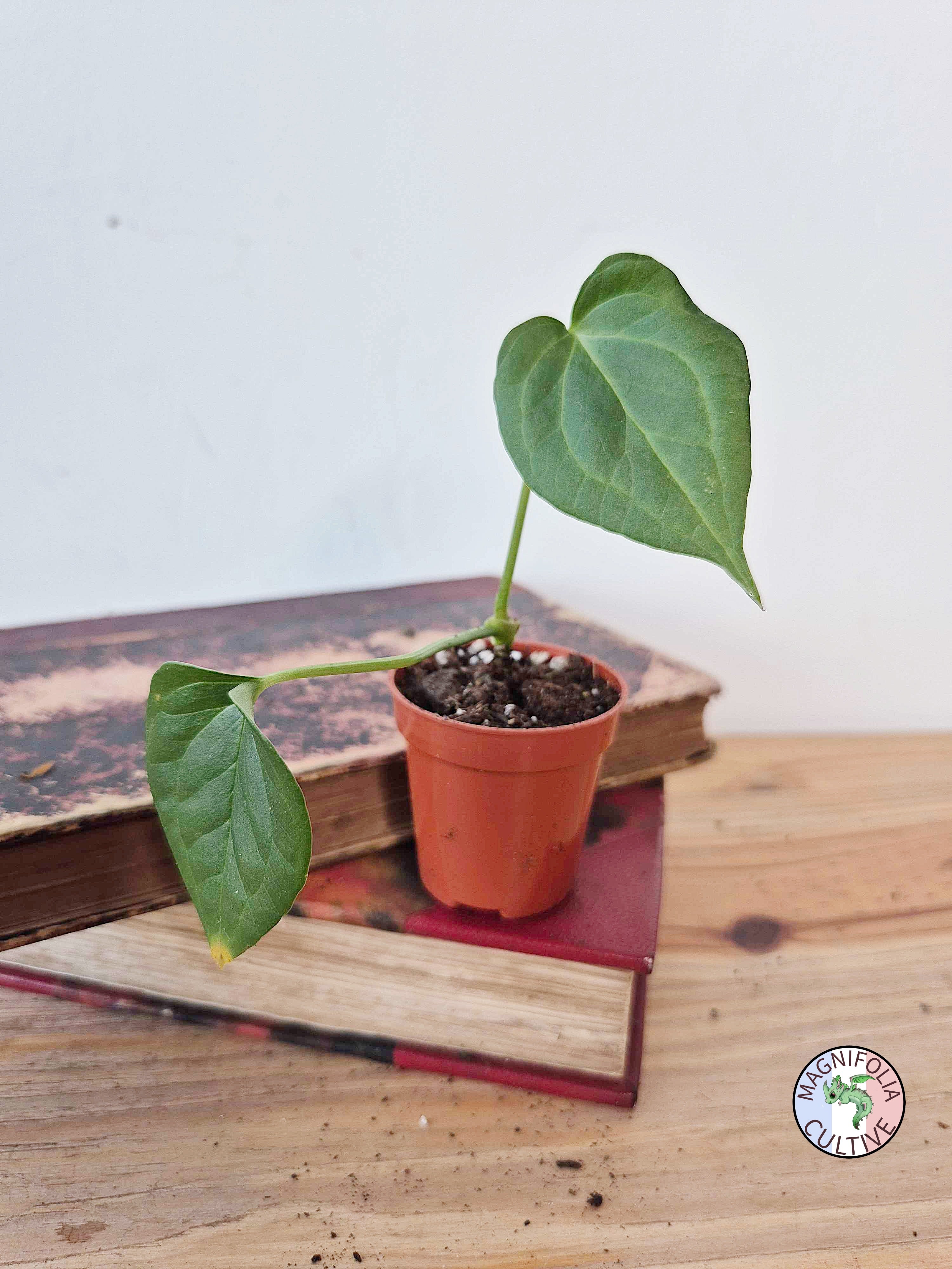 Anthurium 'Delta Force'