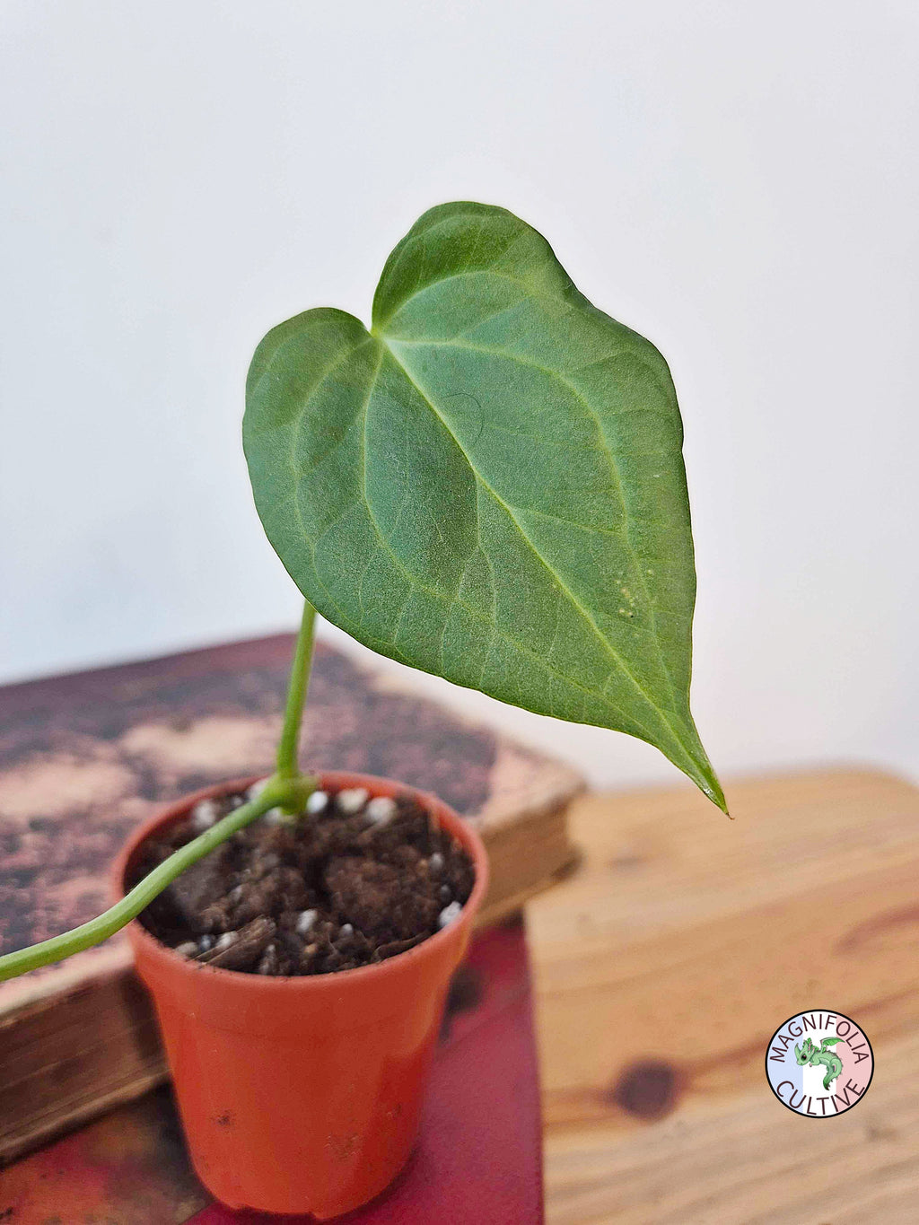 Anthurium 'Delta Force'