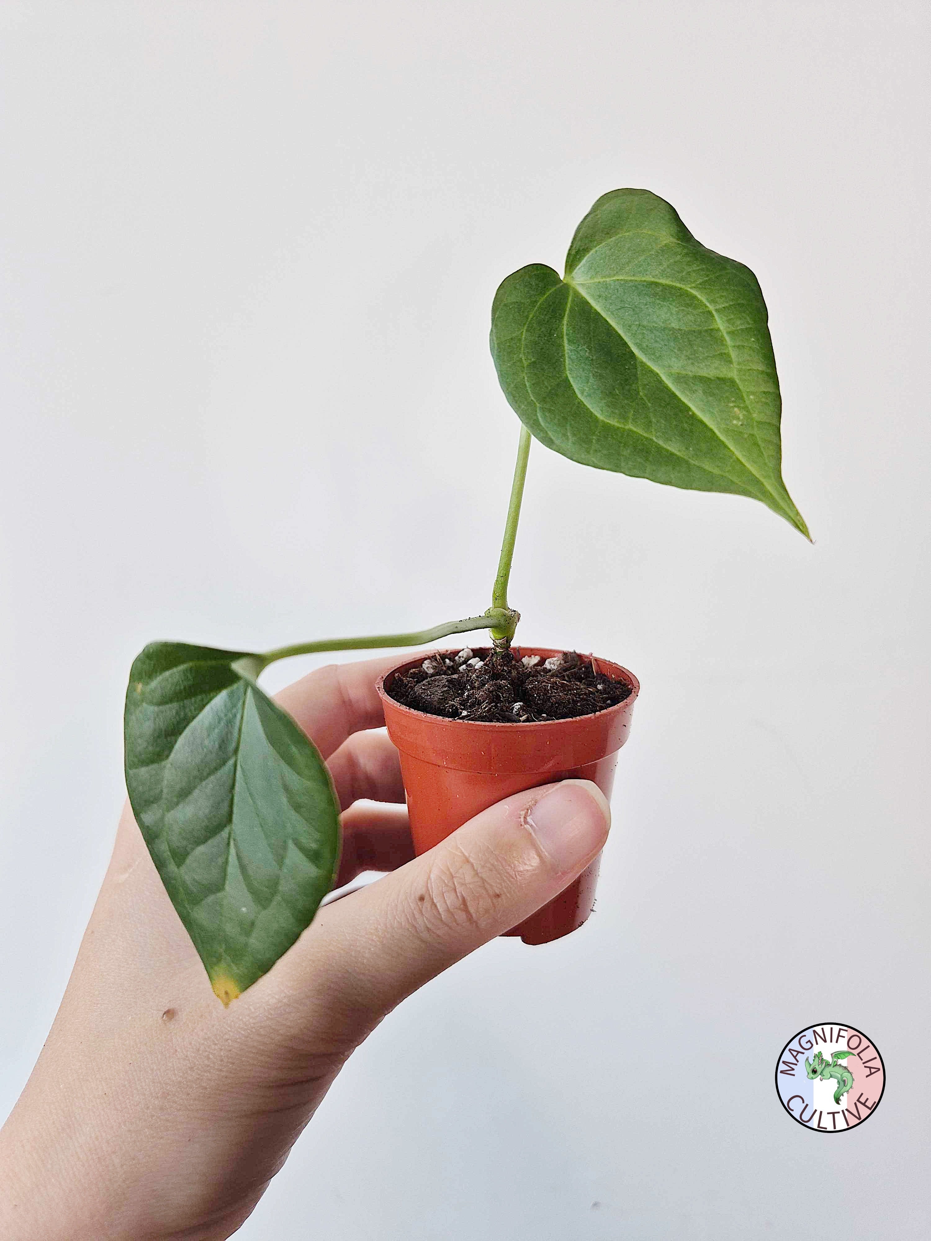 Anthurium 'Delta Force'