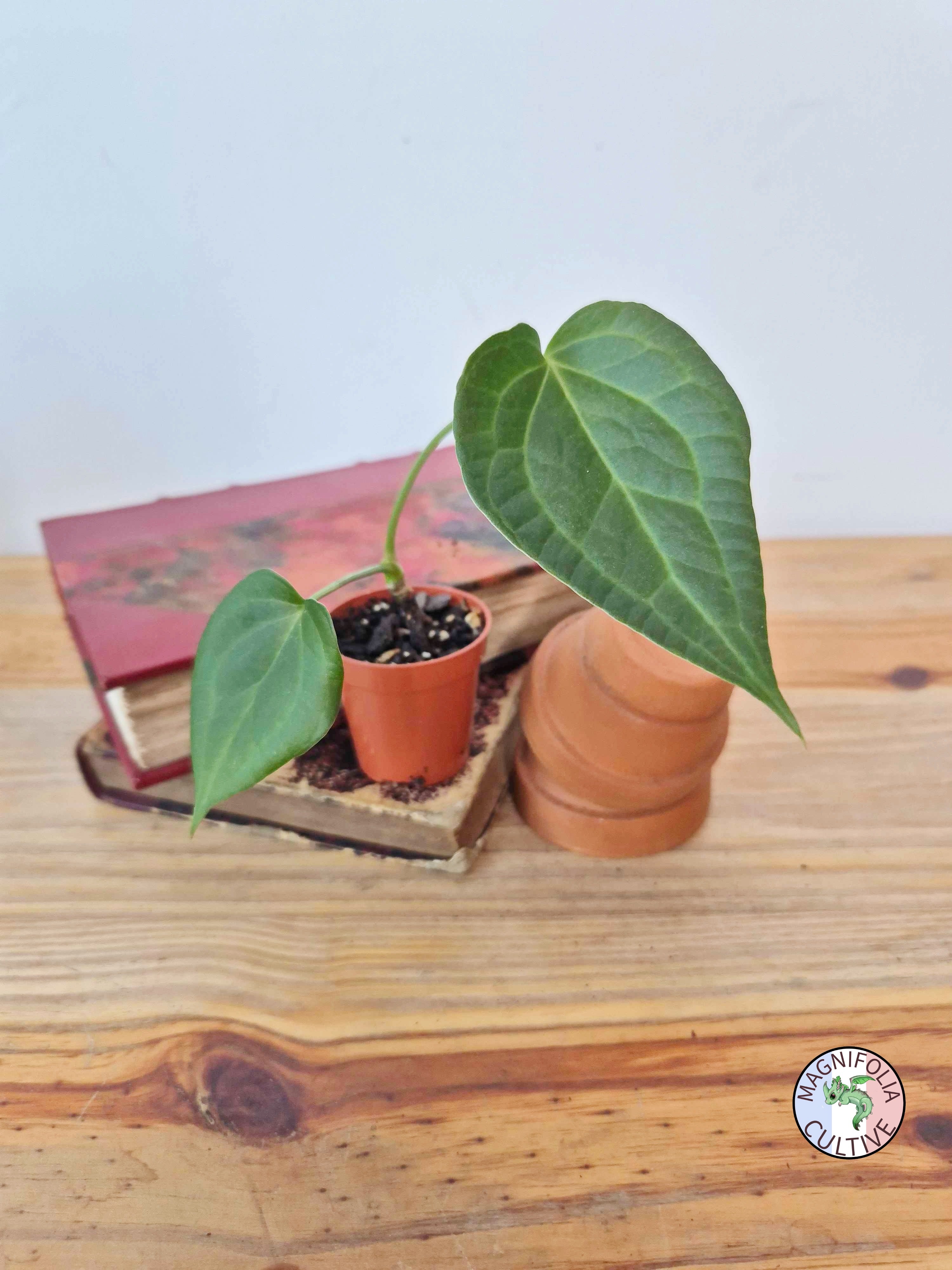 Anthurium 'Delta Force'