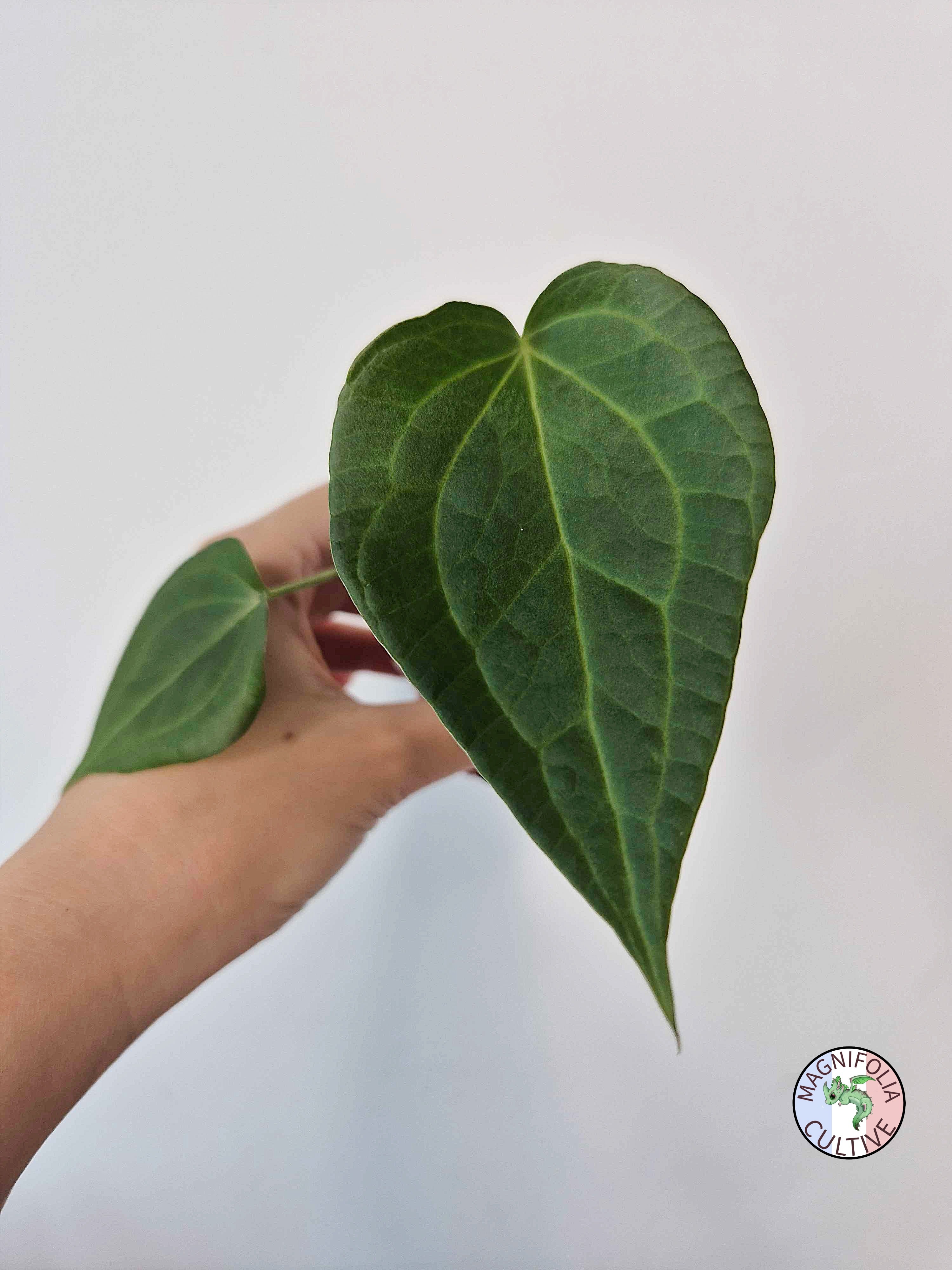 Anthurium 'Delta Force'