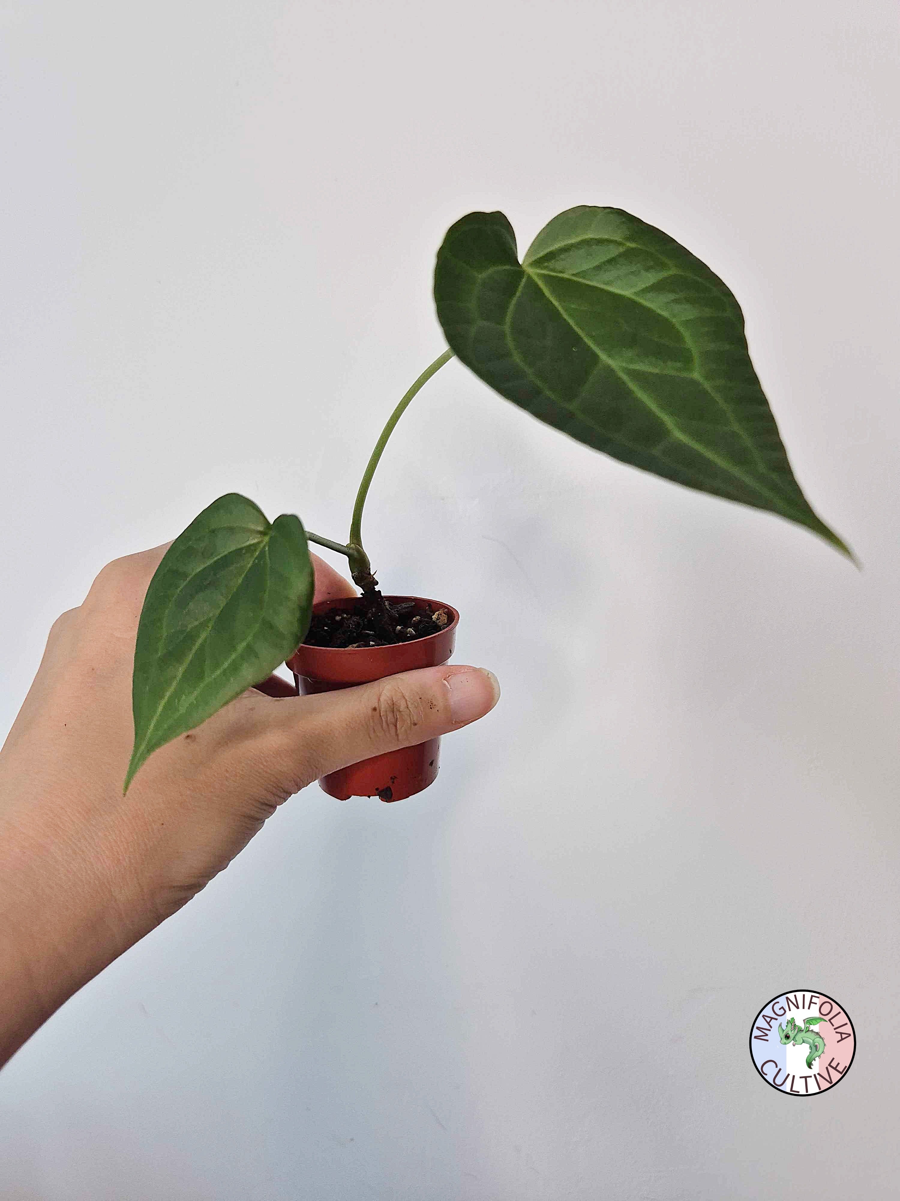 Anthurium 'Delta Force'