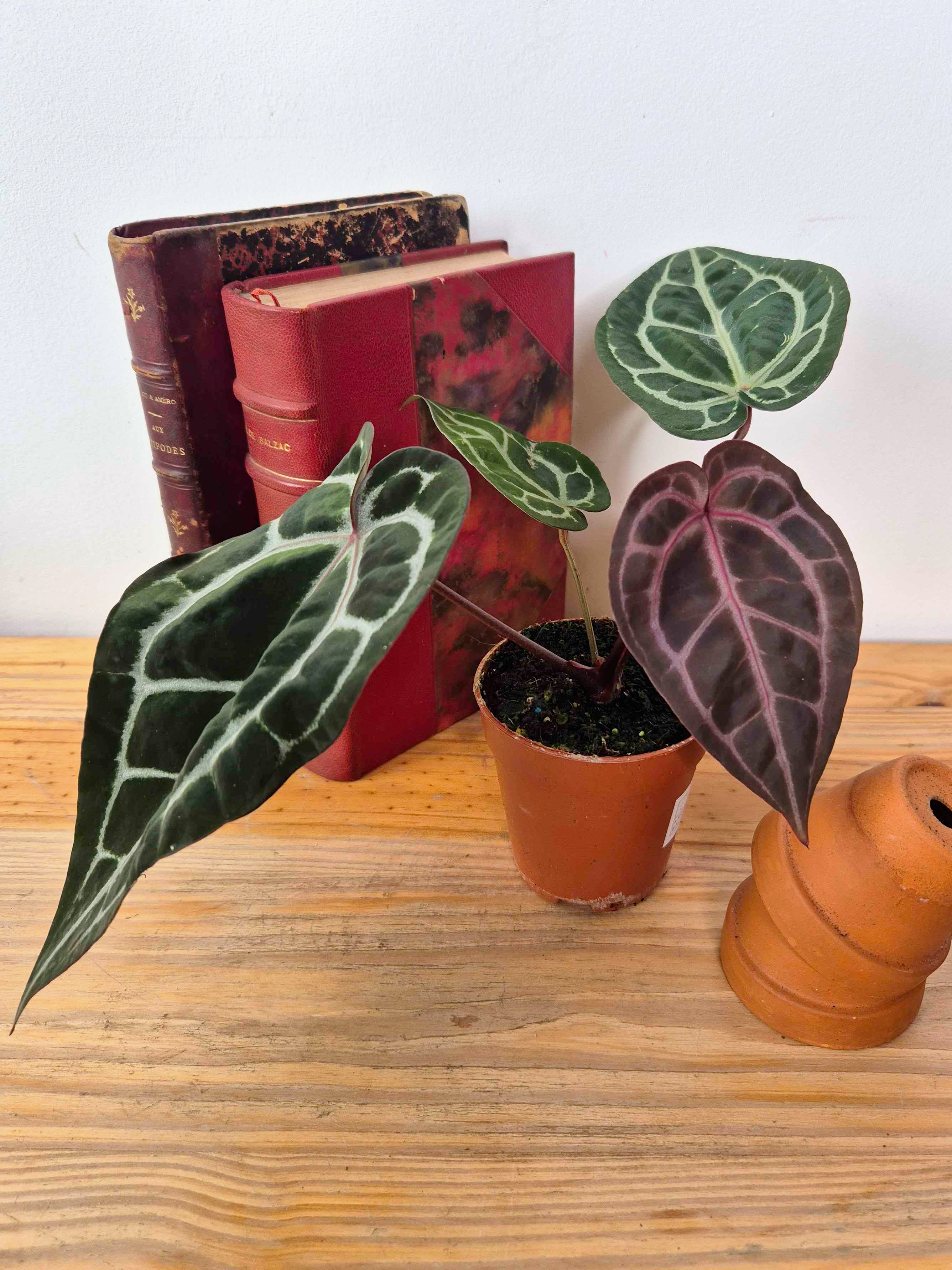Anthurium 'Docblock Michelle'