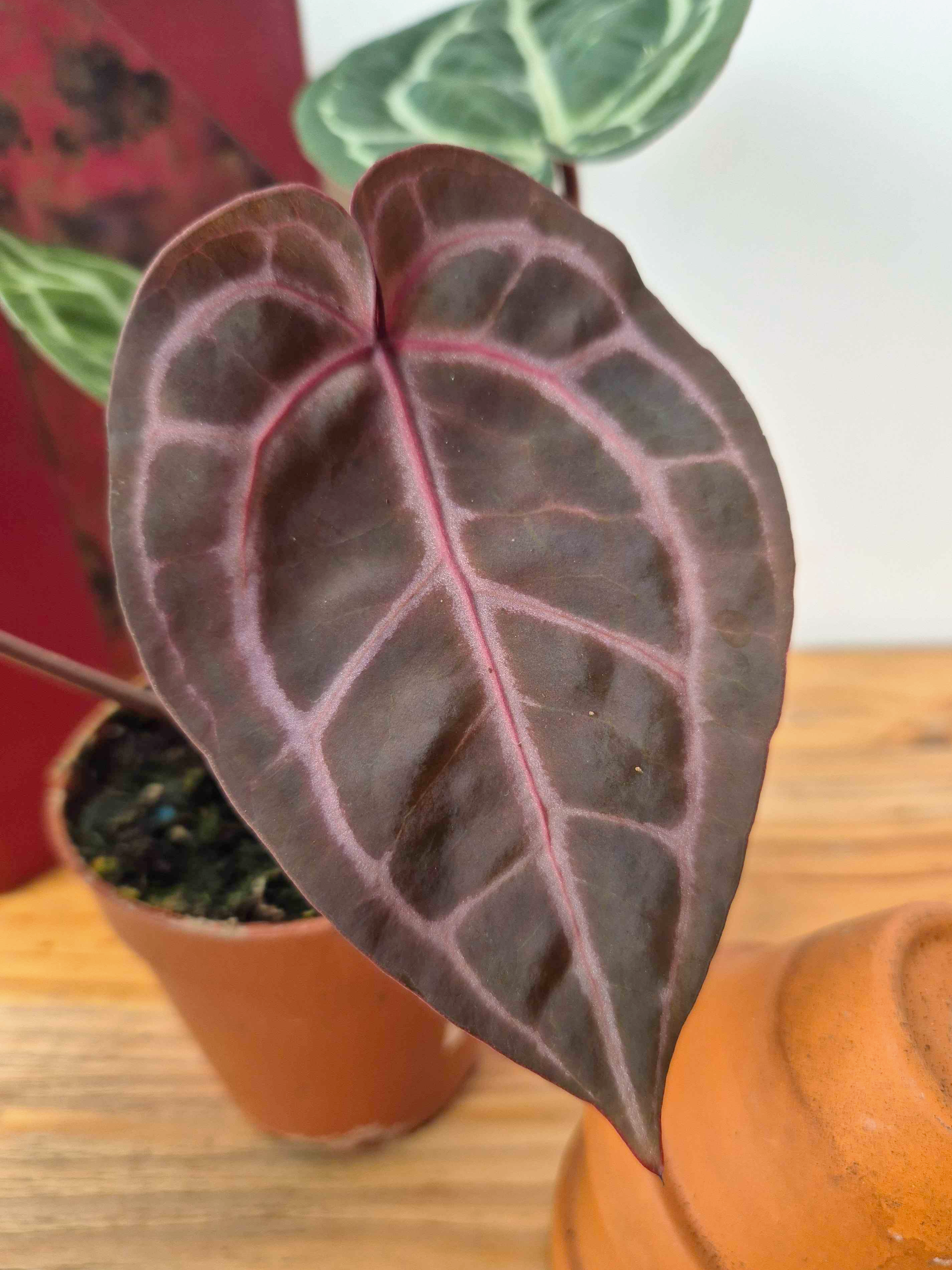 Anthurium 'Docblock Michelle'