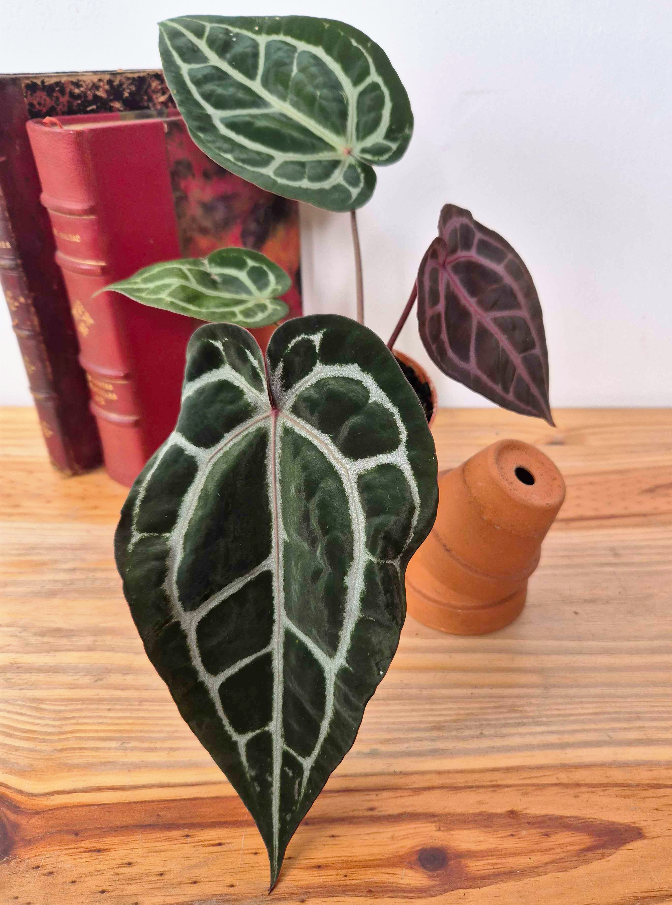 Anthurium 'Docblock Michelle'
