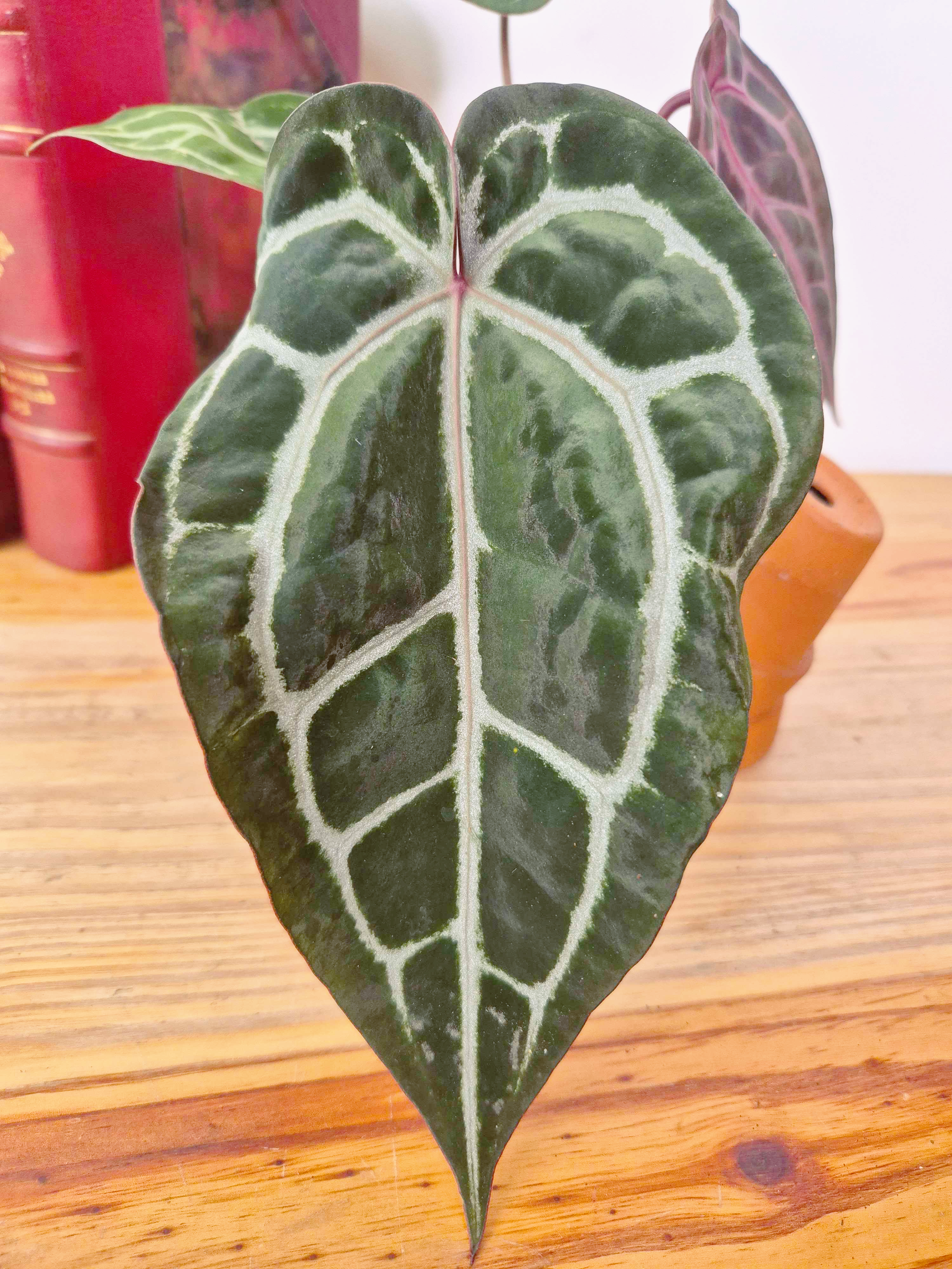 Anthurium 'Docblock Michelle'