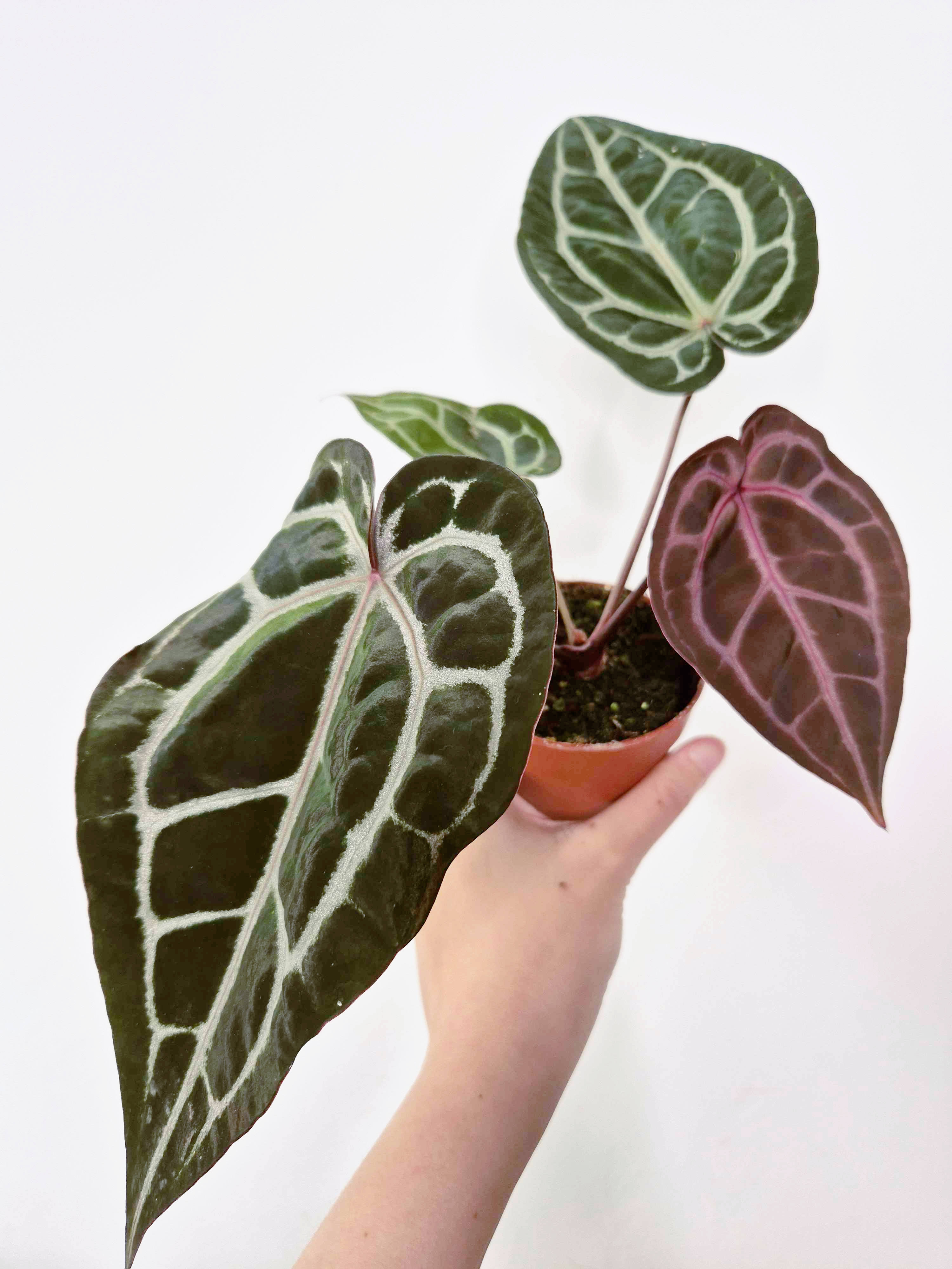 Anthurium 'Docblock Michelle'