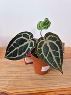 Anthurium 'Docblock Michelle' Petite Taille