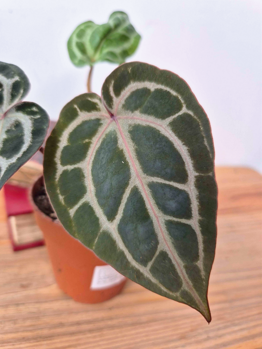 Anthurium 'Docblock Michelle' Petite Taille