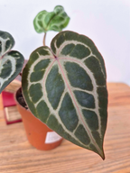 Anthurium 'Docblock Michelle' Petite Taille