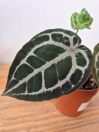 Anthurium 'Docblock Michelle' Petite Taille