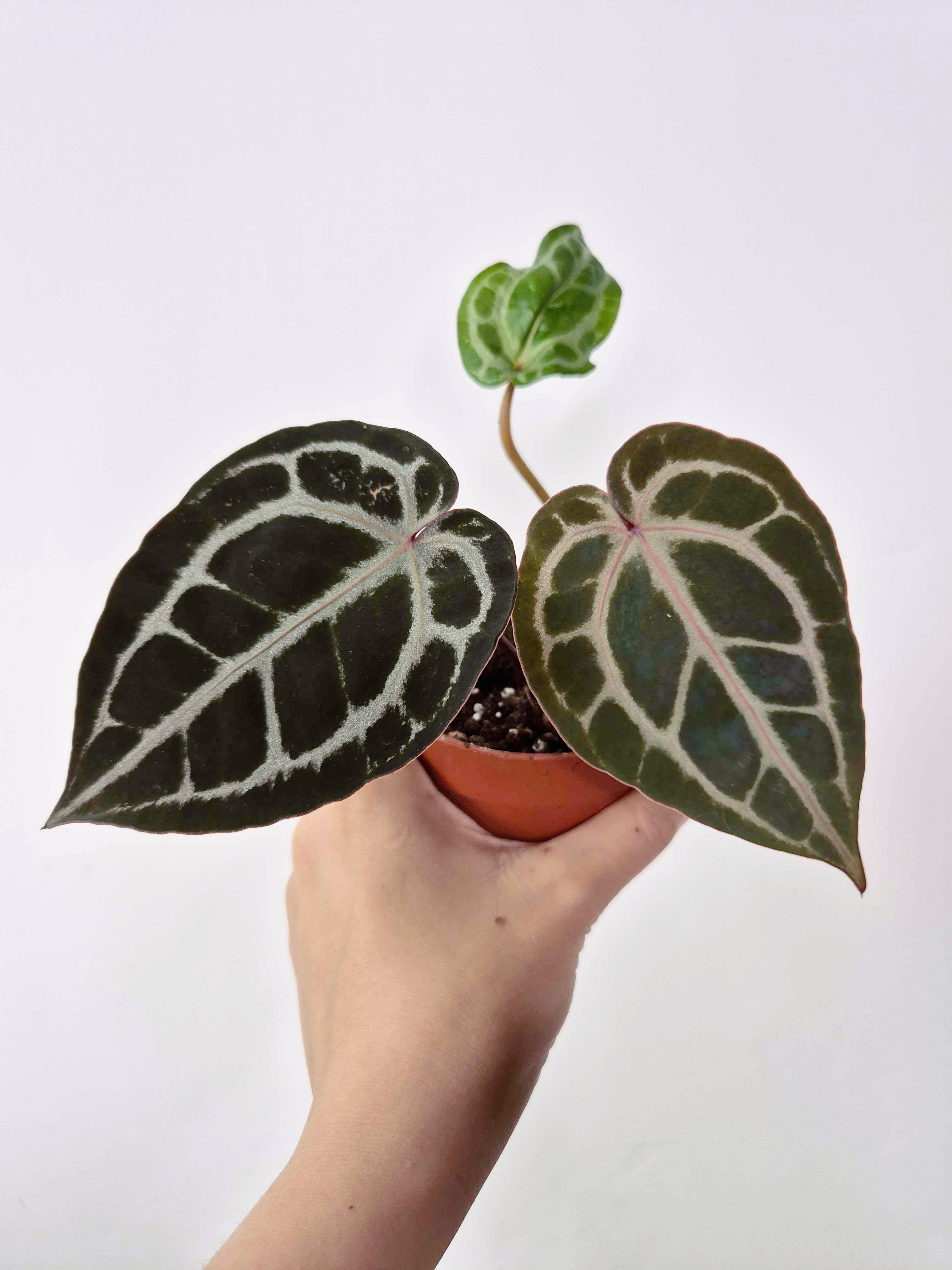 Anthurium 'Docblock Michelle' Petite Taille