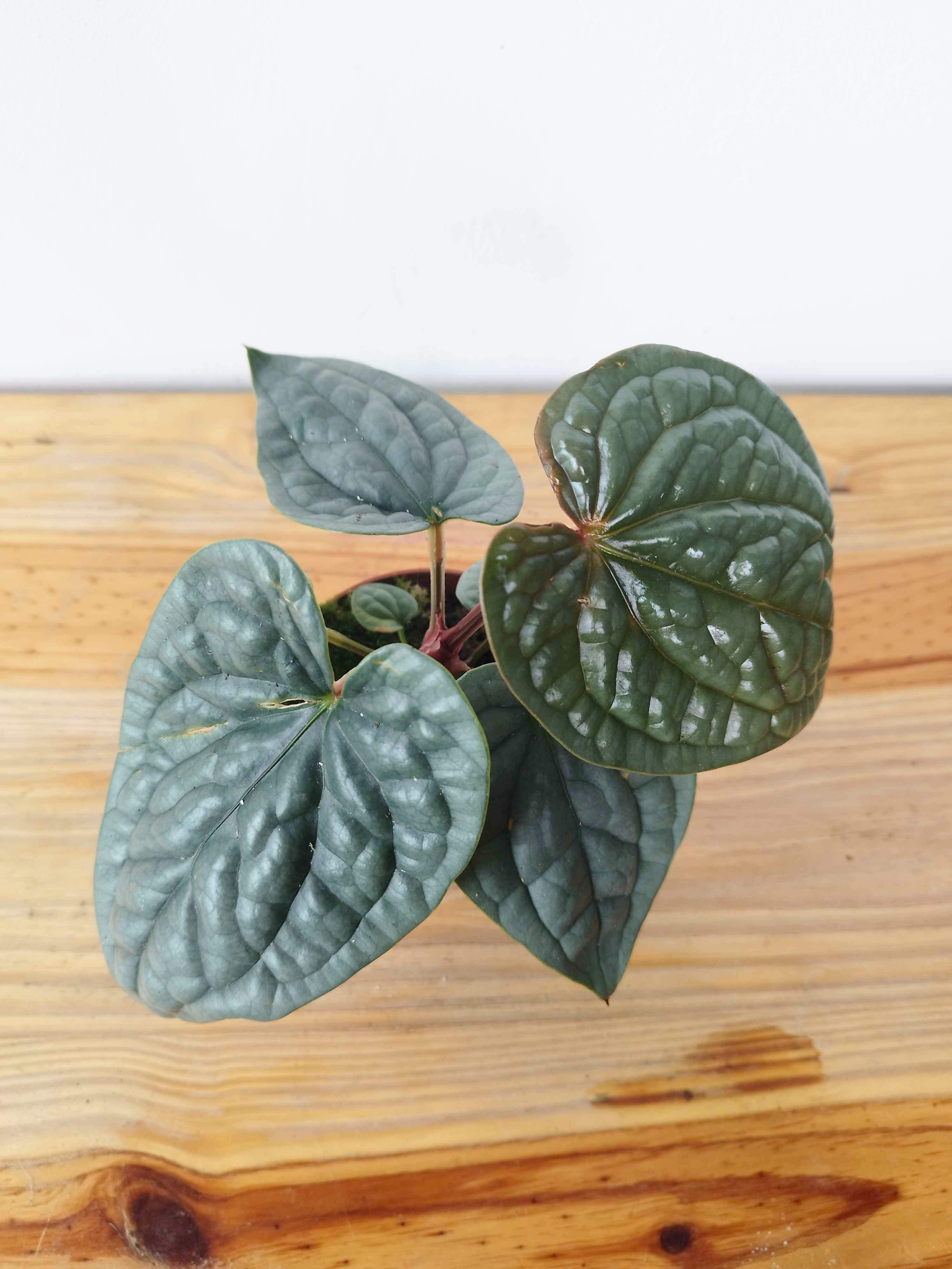 Anthurium luxurians- IMPARFAITE