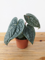 Anthurium luxurians- IMPARFAITE