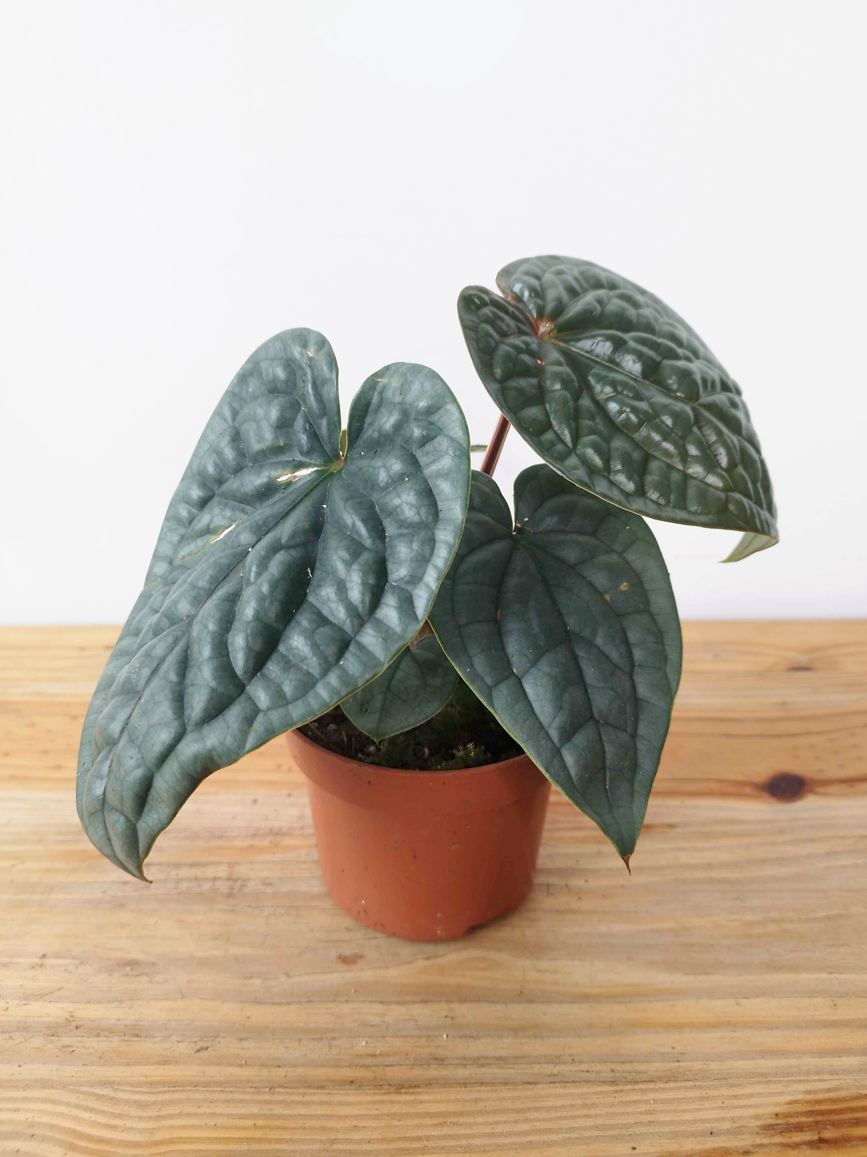 Anthurium luxurians- IMPARFAITE