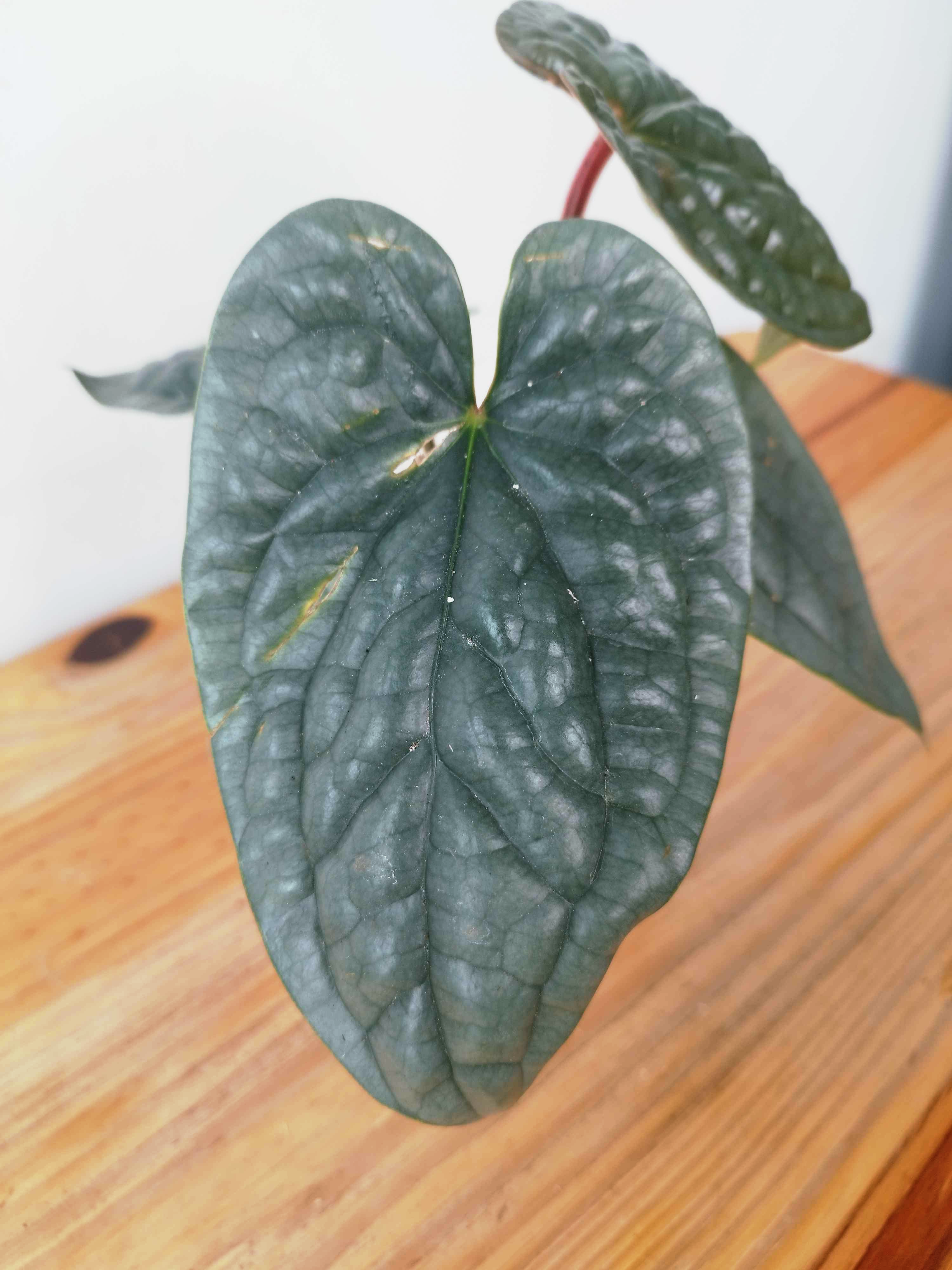 Anthurium luxurians- IMPARFAITE